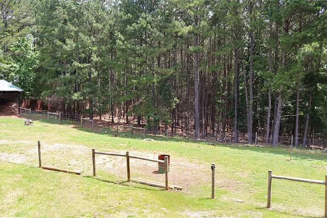 a view of a forest with trees