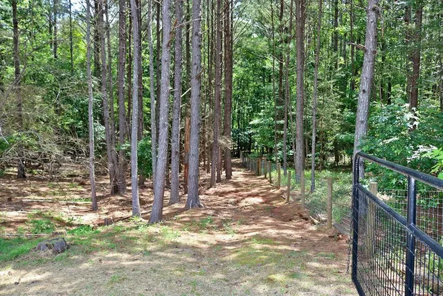 a view of a park with plants and large trees