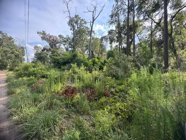 a view of a forest with a tree