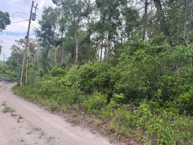 Southwest 58th Street Webster, FL 33597 - Photo 3 of 11 a view of a forest with trees in the background
