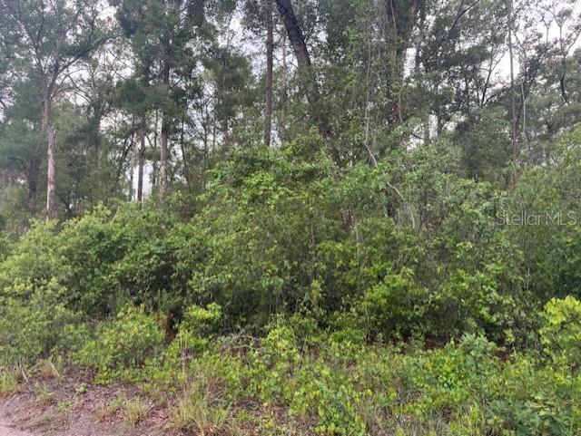 Southwest 58th Street Webster, FL 33597 - Photo 4 of 11 a view of a lush green forest