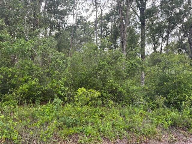 Southwest 58th Street Webster, FL 33597 - Photo 5 of 11 a view of a lush green forest