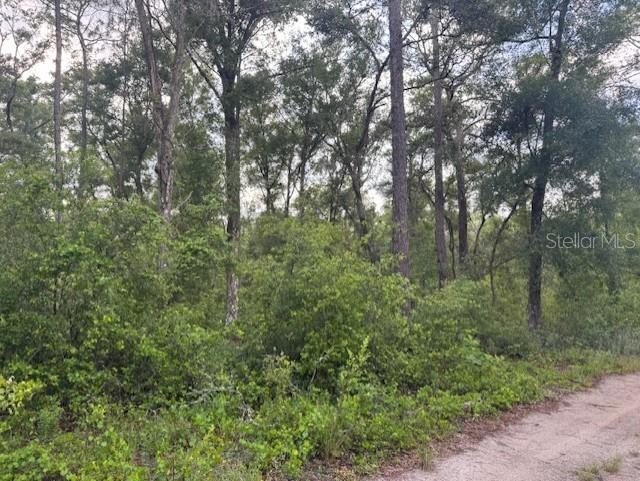 Southwest 58th Street Webster, FL 33597 - Photo 6 of 11 a view of a forest with trees in front of it