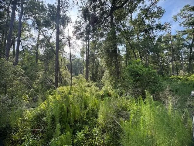 a view of a forest with lush green forest