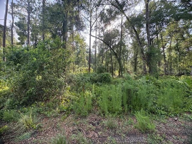 Southwest 58th Street Webster, FL 33597 - Photo 8 of 11 a view of a lush green forest