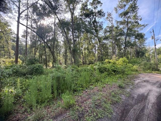 Southwest 58th Street Webster, FL 33597 - Photo 9 of 11 a view of a lush green forest