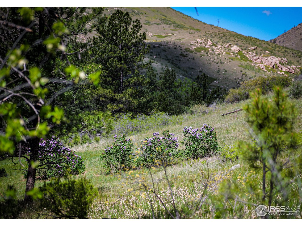 0 Wild River Road Bellvue, CO 80512 - Photo 8 of 14 a view of a yard with a tree