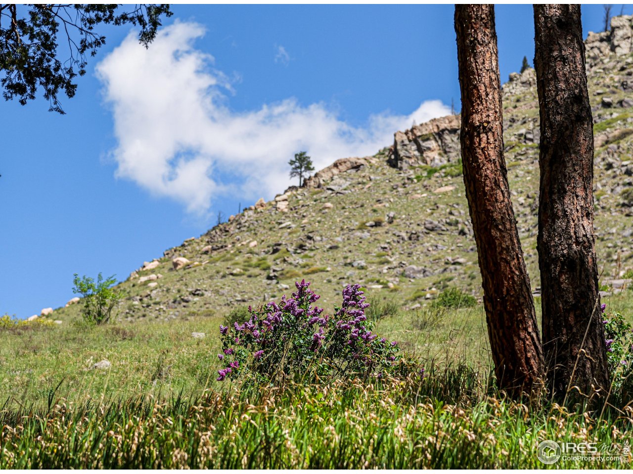 0 Wild River Road Bellvue, CO 80512 - Photo 9 of 14 a view of a yard with a building in the background