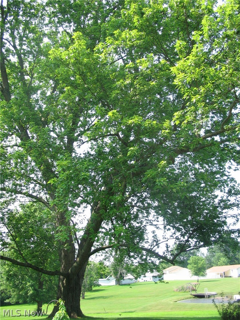6395 Waterloo Road Atwater, OH 44201 - Photo 27 of 34 Huge maple tree with loads of shade