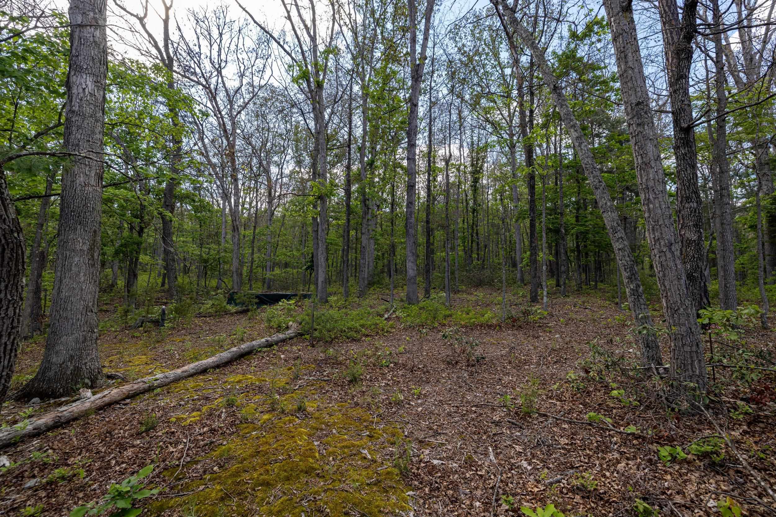 0 Boliver Road Fort Valley, VA 22652 - Photo 53 of 55 a view of a forest with trees in the background