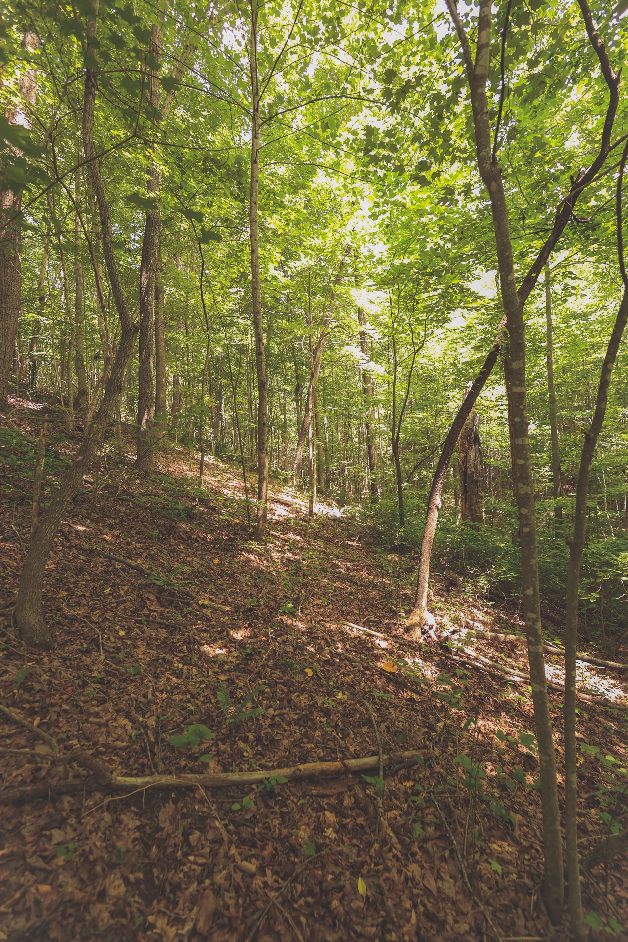 0 Long Fork Creek Road Spencer, TN 38585 - Photo 18 of 45