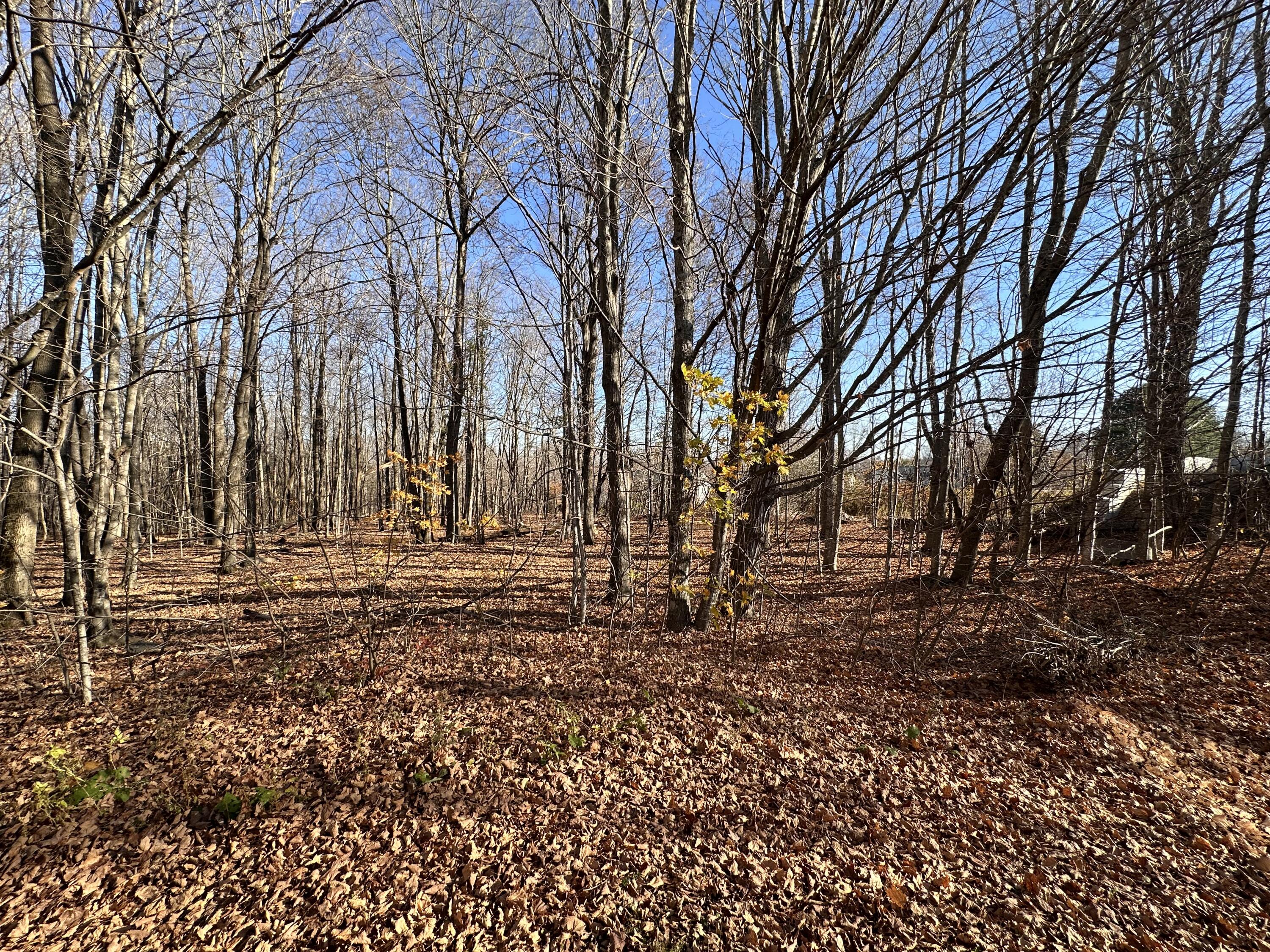 21 Atkinson Road Charleston, ME 04422 - Photo 45 of 45 Wooded Backyard