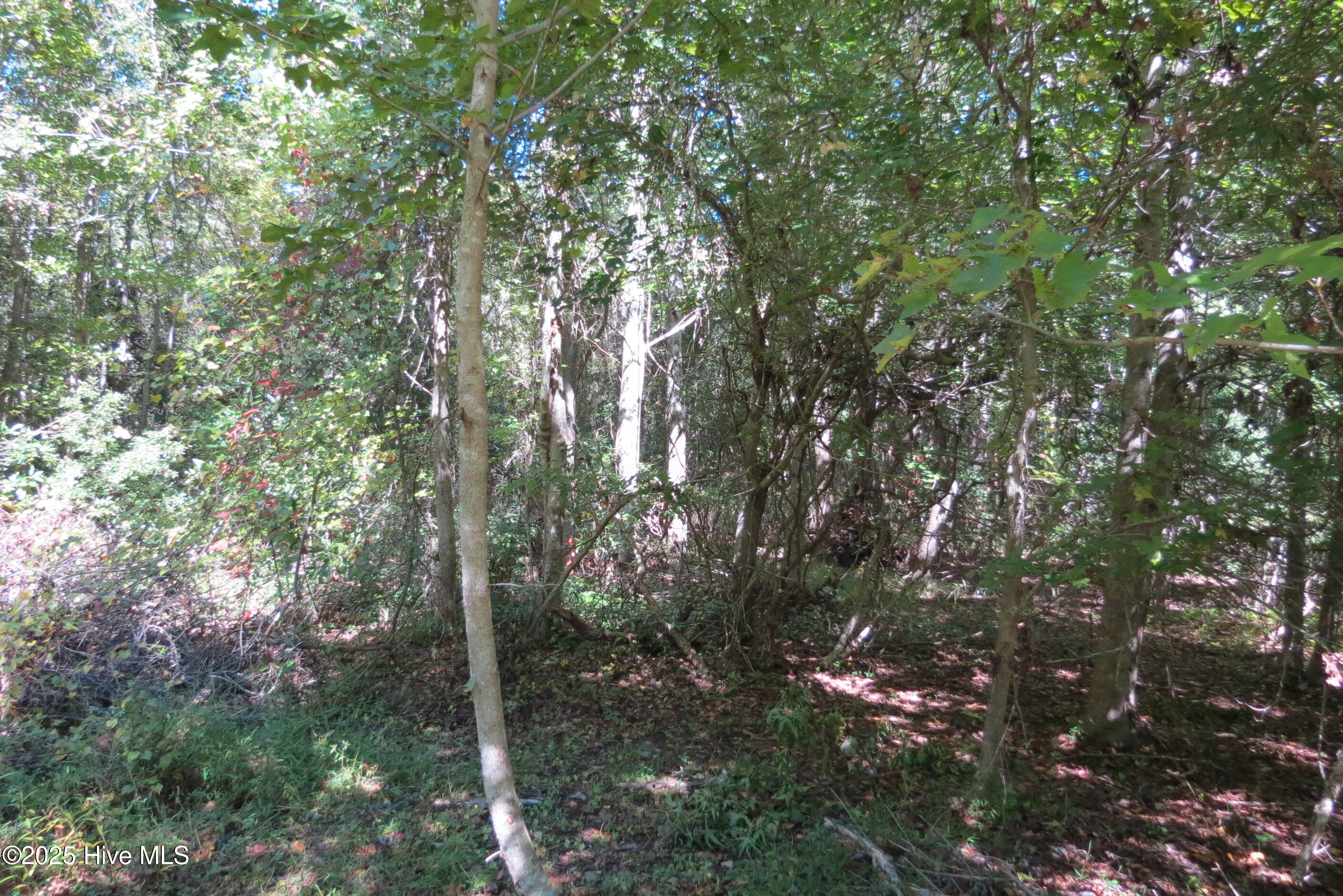 2903 Trent Road Merritt, NC 28556 - Photo 14 of 36 IMG_2426