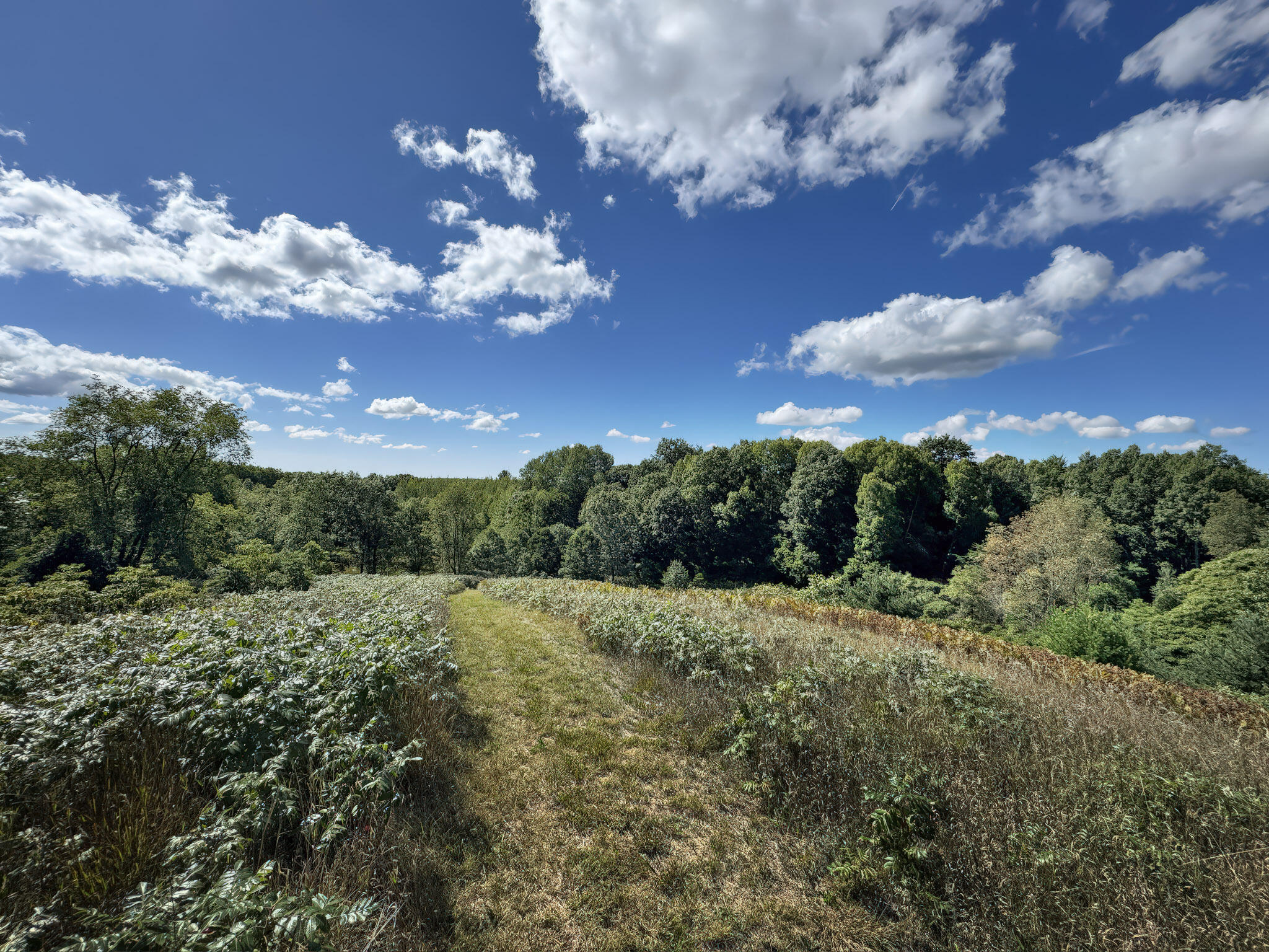 4185 North Taylor Road Branch, MI 49402 - Photo 41 of 67 9-Hill_002