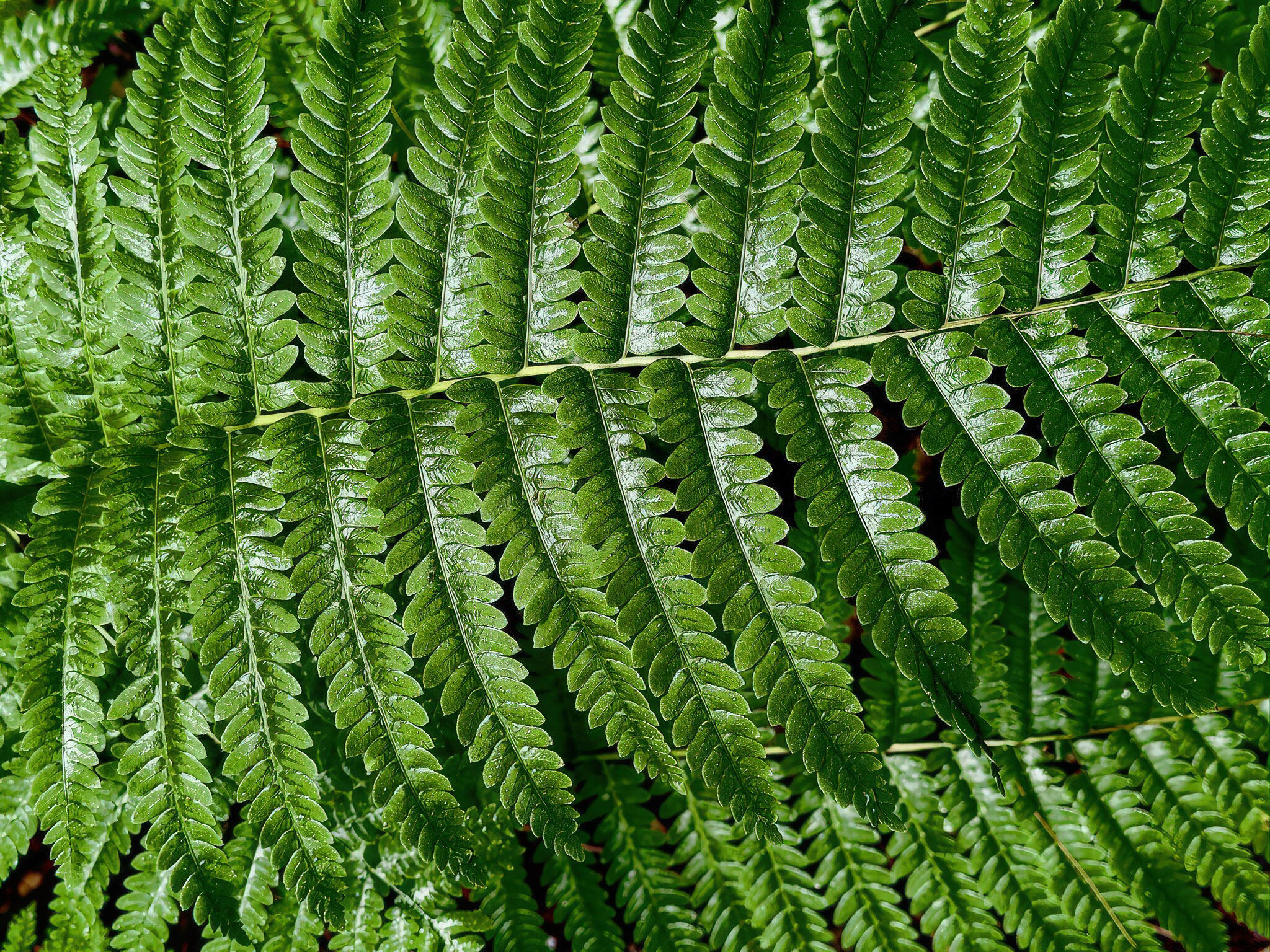 4185 North Taylor Road Branch, MI 49402 - Photo 61 of 67 42-AF70F9CFm-0F49-472D-8EA9-01017F5893C3