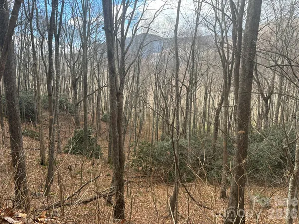 a view of forest