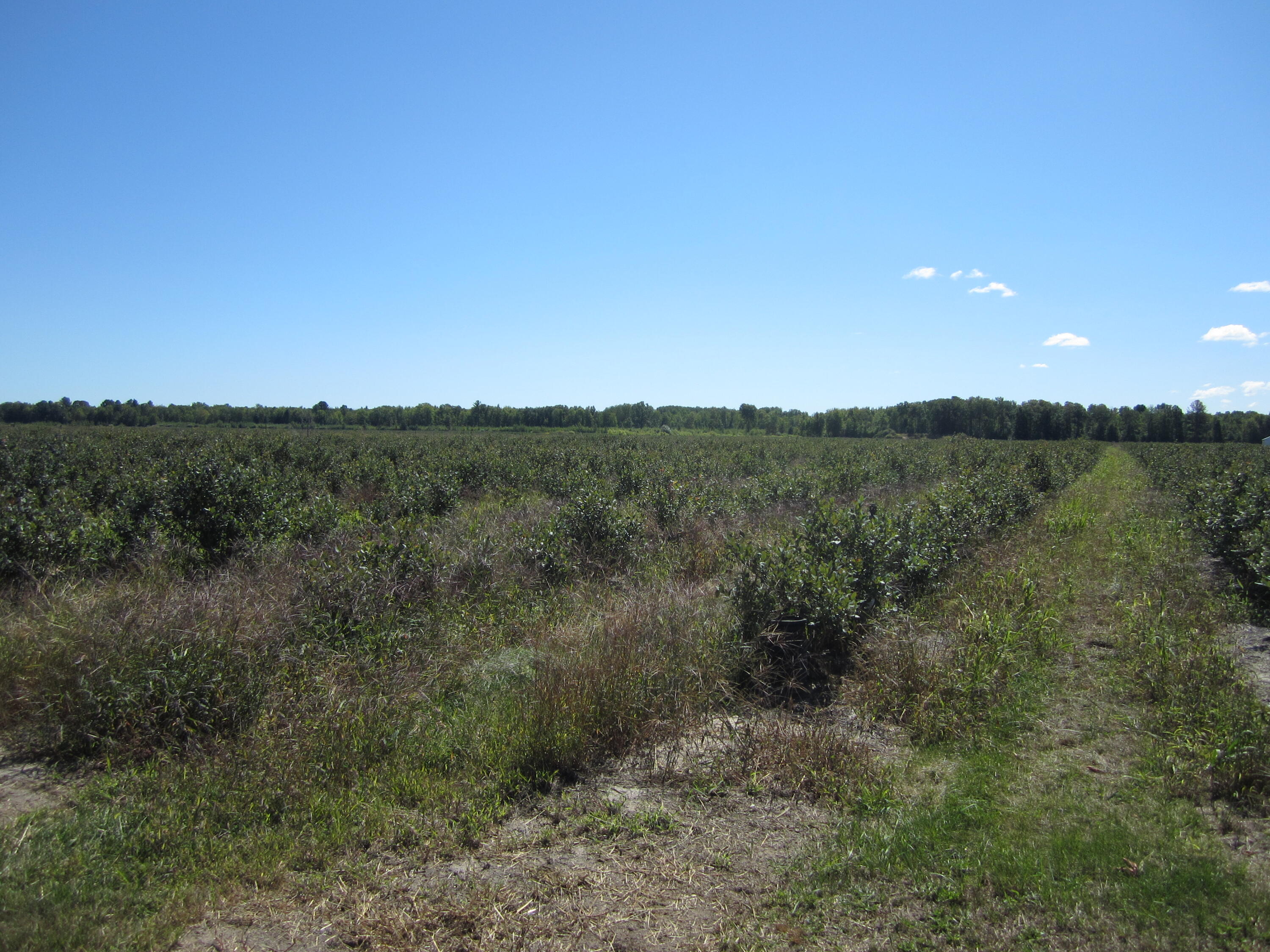 1997 East Townline Road Free Soil, MI 49411 - Photo 19 of 49 IMG_5941