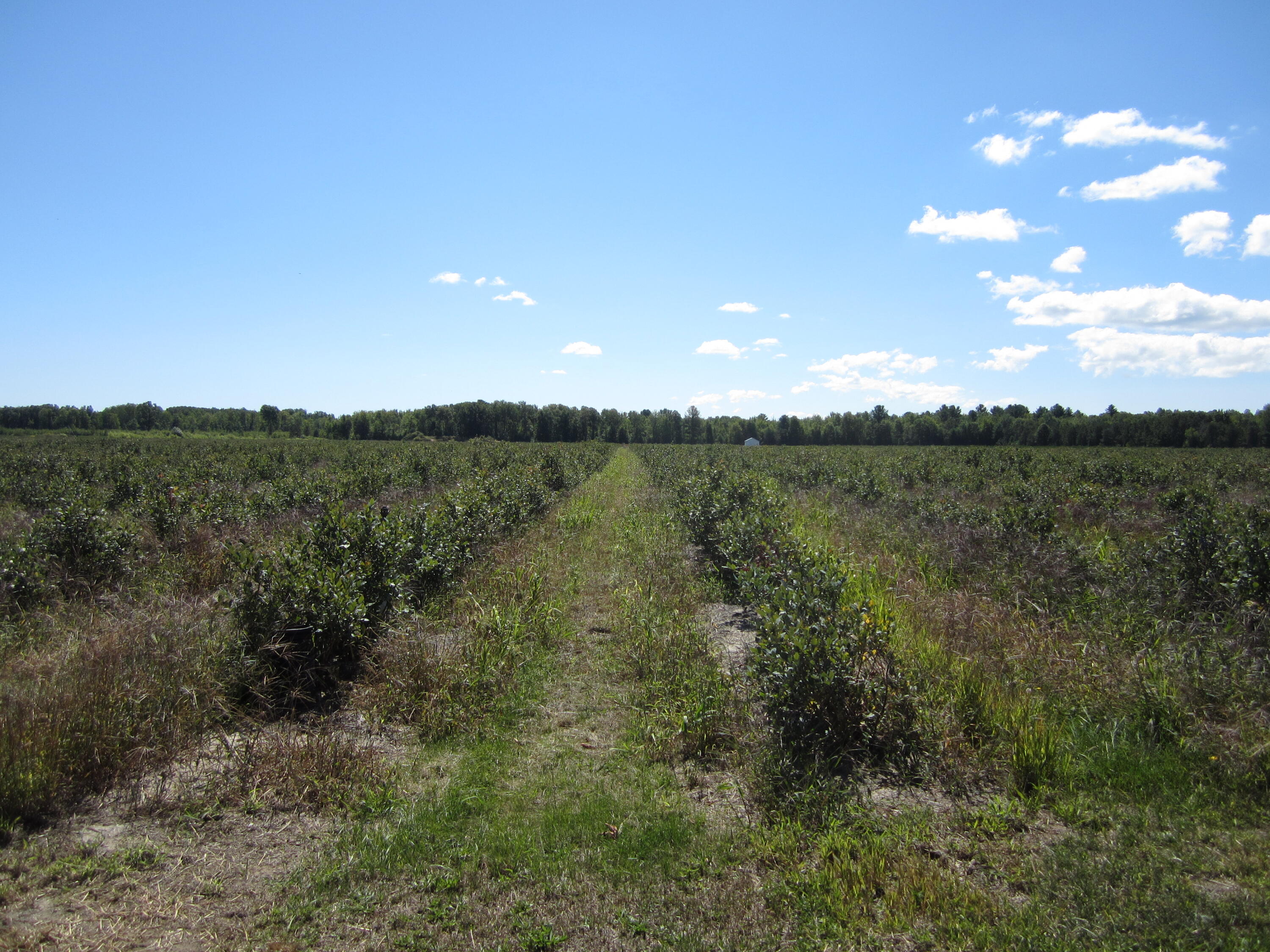 1997 East Townline Road Free Soil, MI 49411 - Photo 20 of 49 IMG_5940