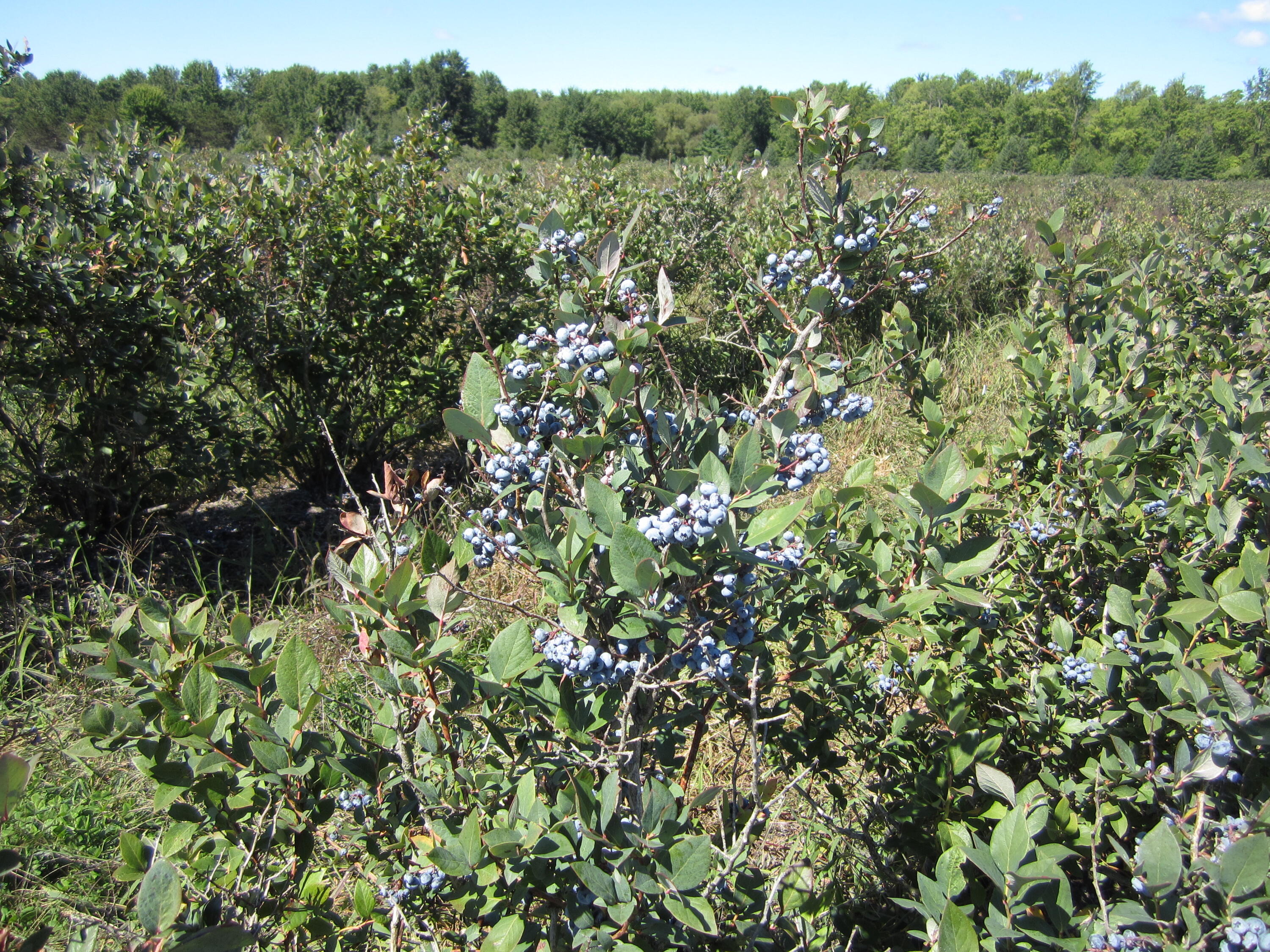 1997 East Townline Road Free Soil, MI 49411 - Photo 23 of 49 IMG_5937