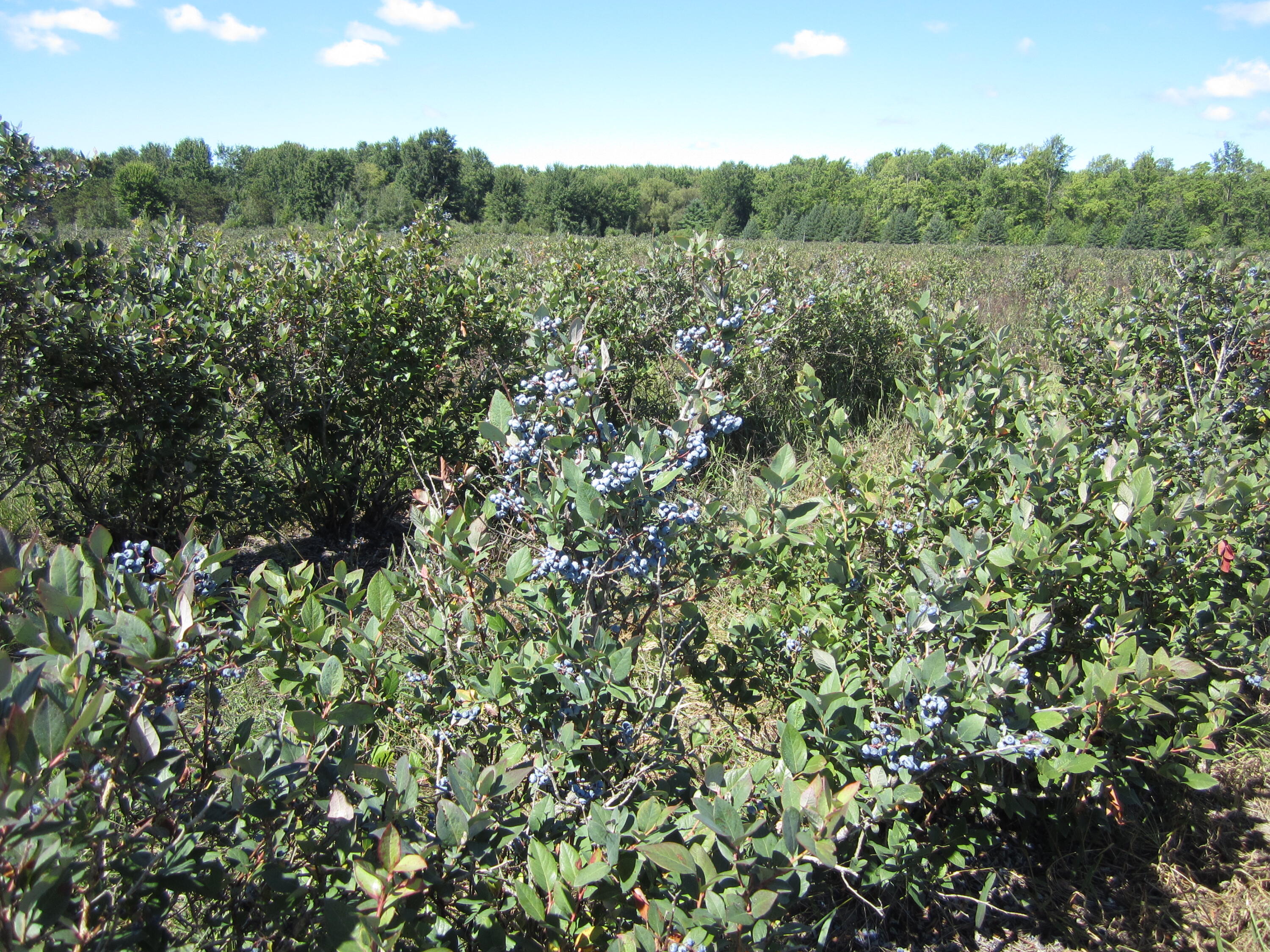 1997 East Townline Road Free Soil, MI 49411 - Photo 24 of 49 IMG_5936