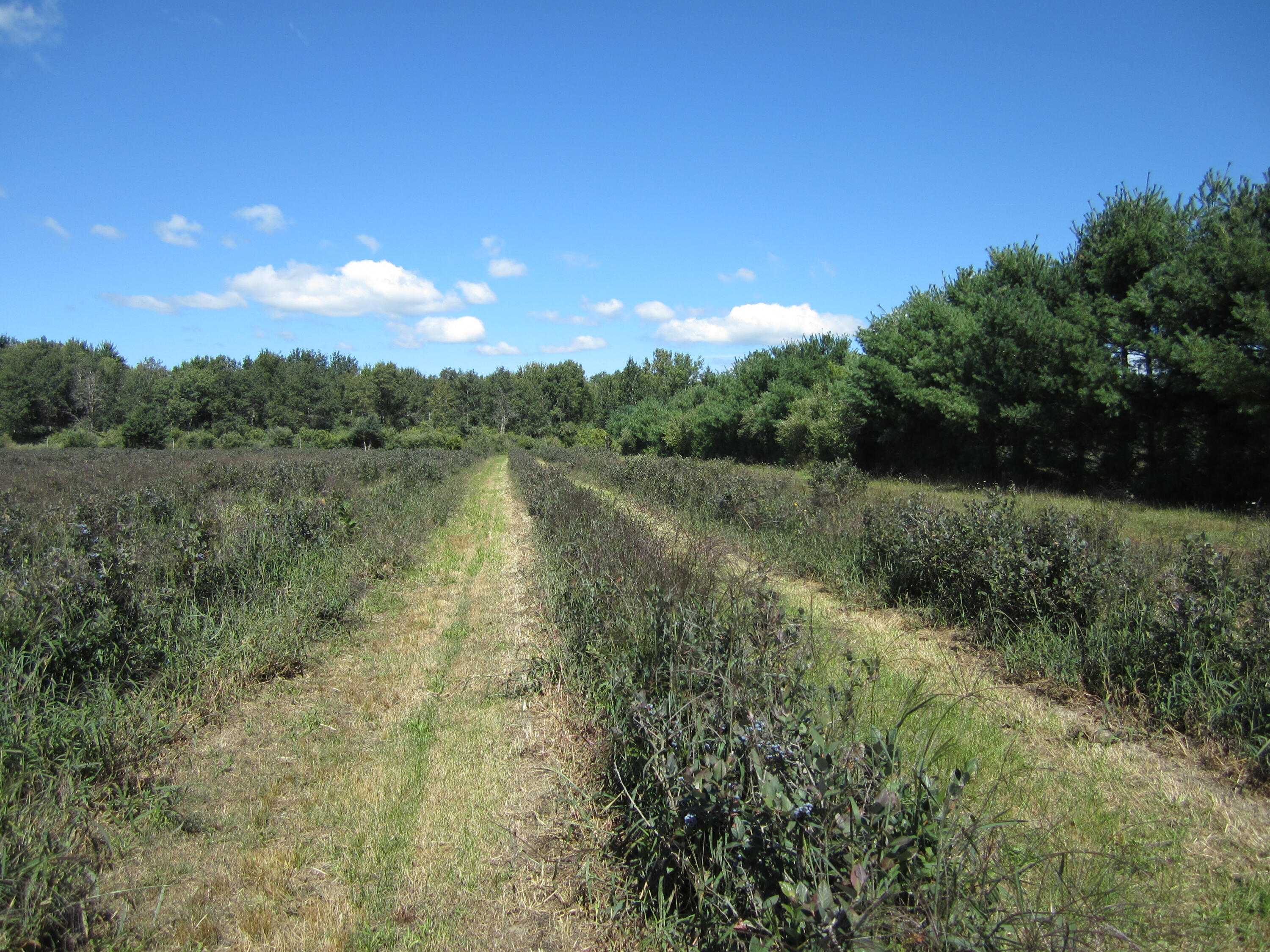 1997 East Townline Road Free Soil, MI 49411 - Photo 29 of 49 IMG_5931