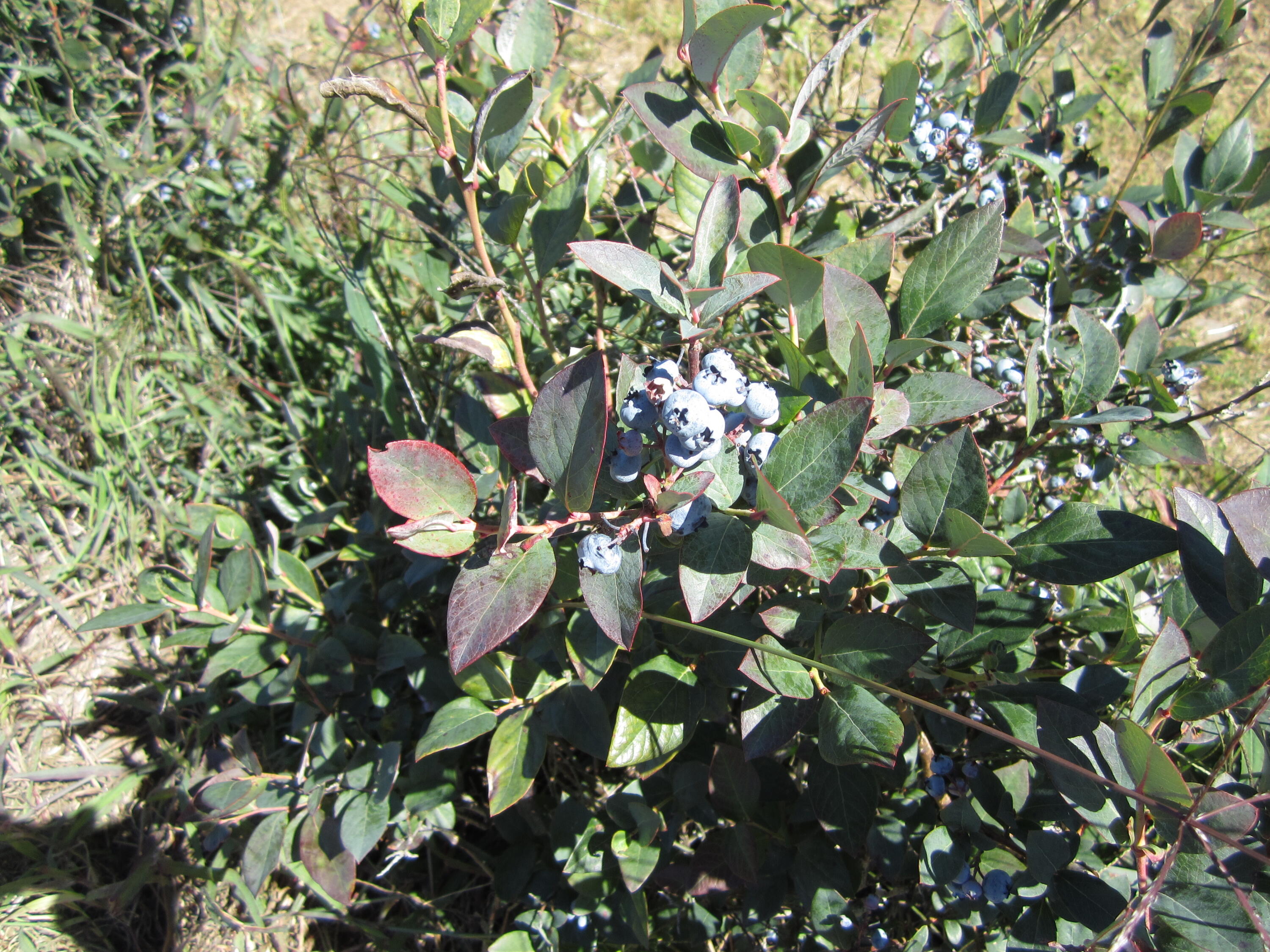 1997 East Townline Road Free Soil, MI 49411 - Photo 30 of 49 IMG_5930