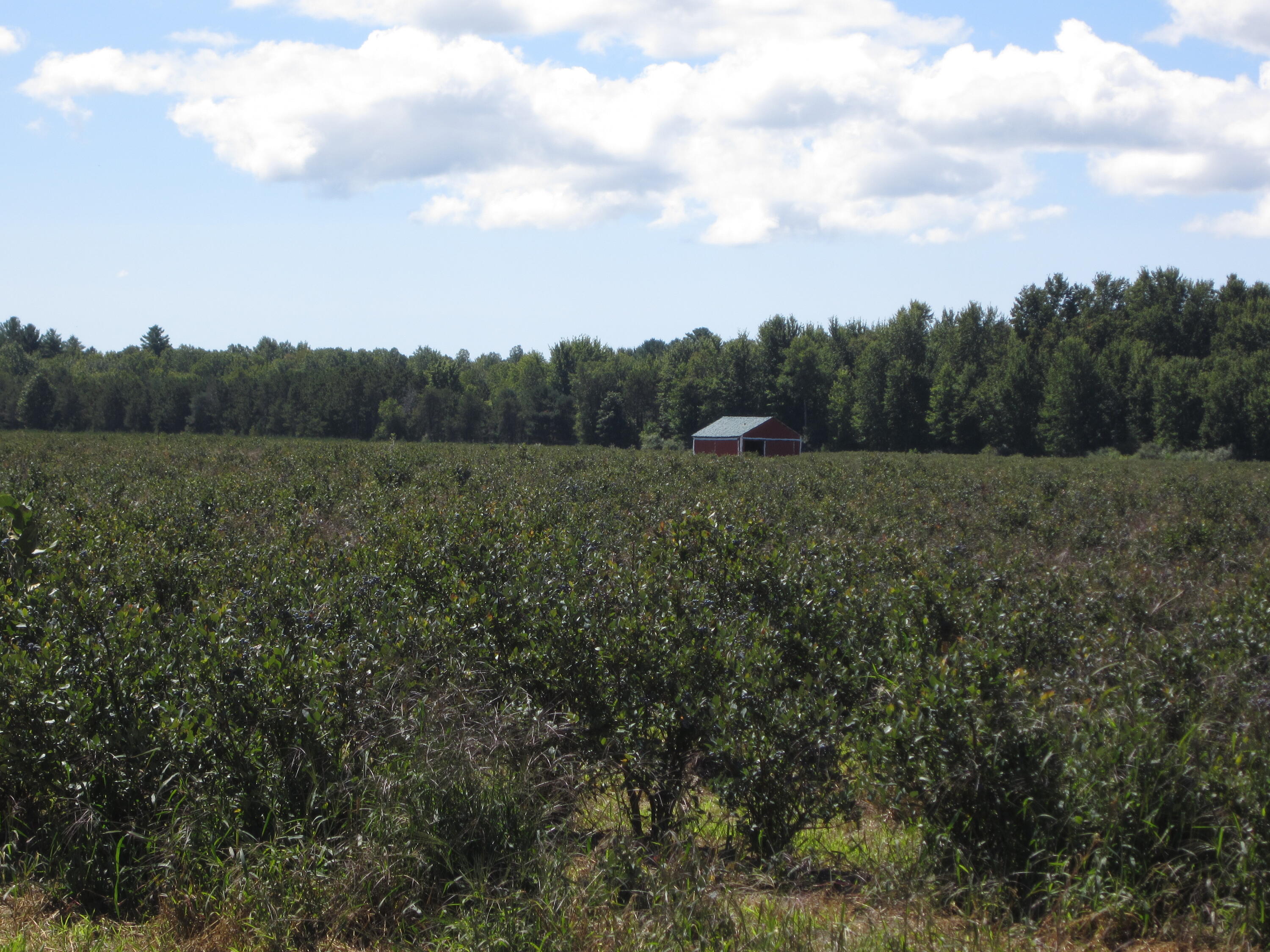 1997 East Townline Road Free Soil, MI 49411 - Photo 34 of 49 IMG_5922