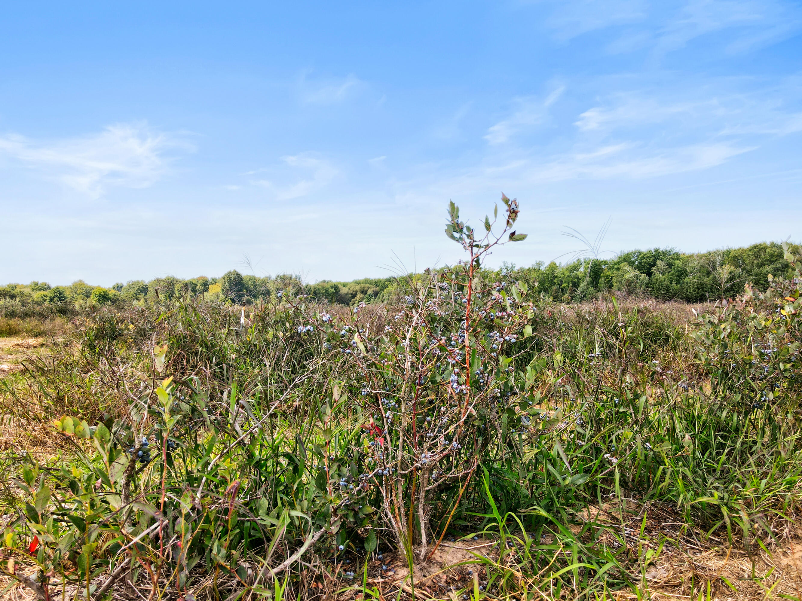 1997 East Townline Road Free Soil, MI 49411 - Photo 41 of 49 Robert Buist - Blue Berry Farm (18)-12