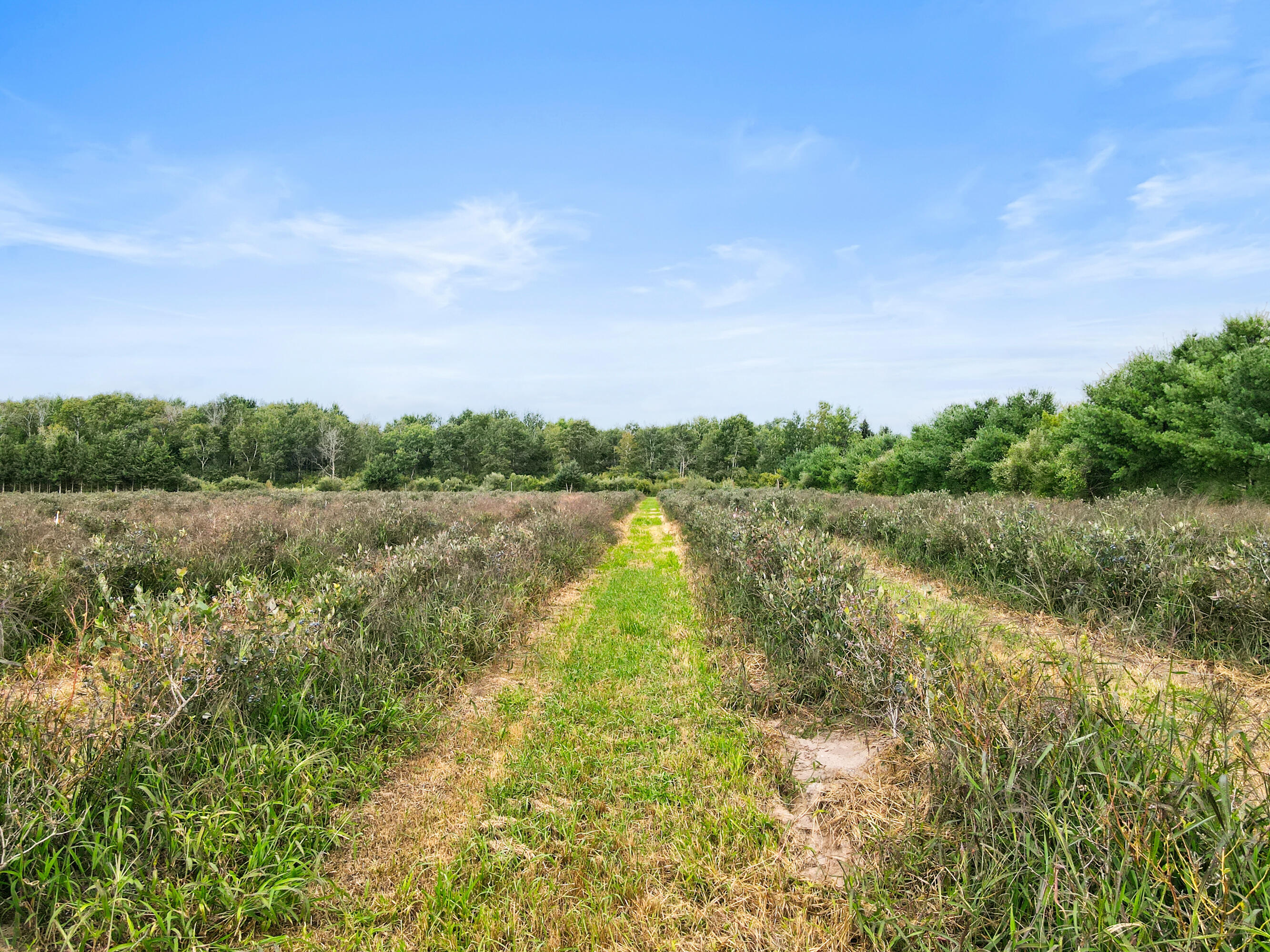 1997 East Townline Road Free Soil, MI 49411 - Photo 42 of 49 Robert Buist - Blue Berry Farm (18)-11
