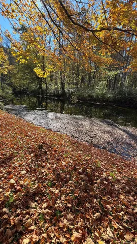 a view of a yard with trees