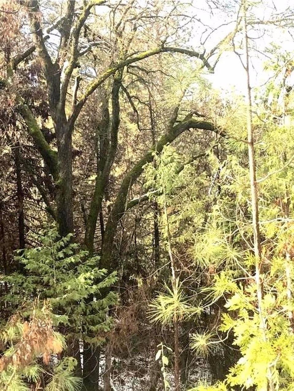 1840 Nutter Ranch Road Mariposa, CA 95338 - Photo 14 of 26 Gallery Image 14
