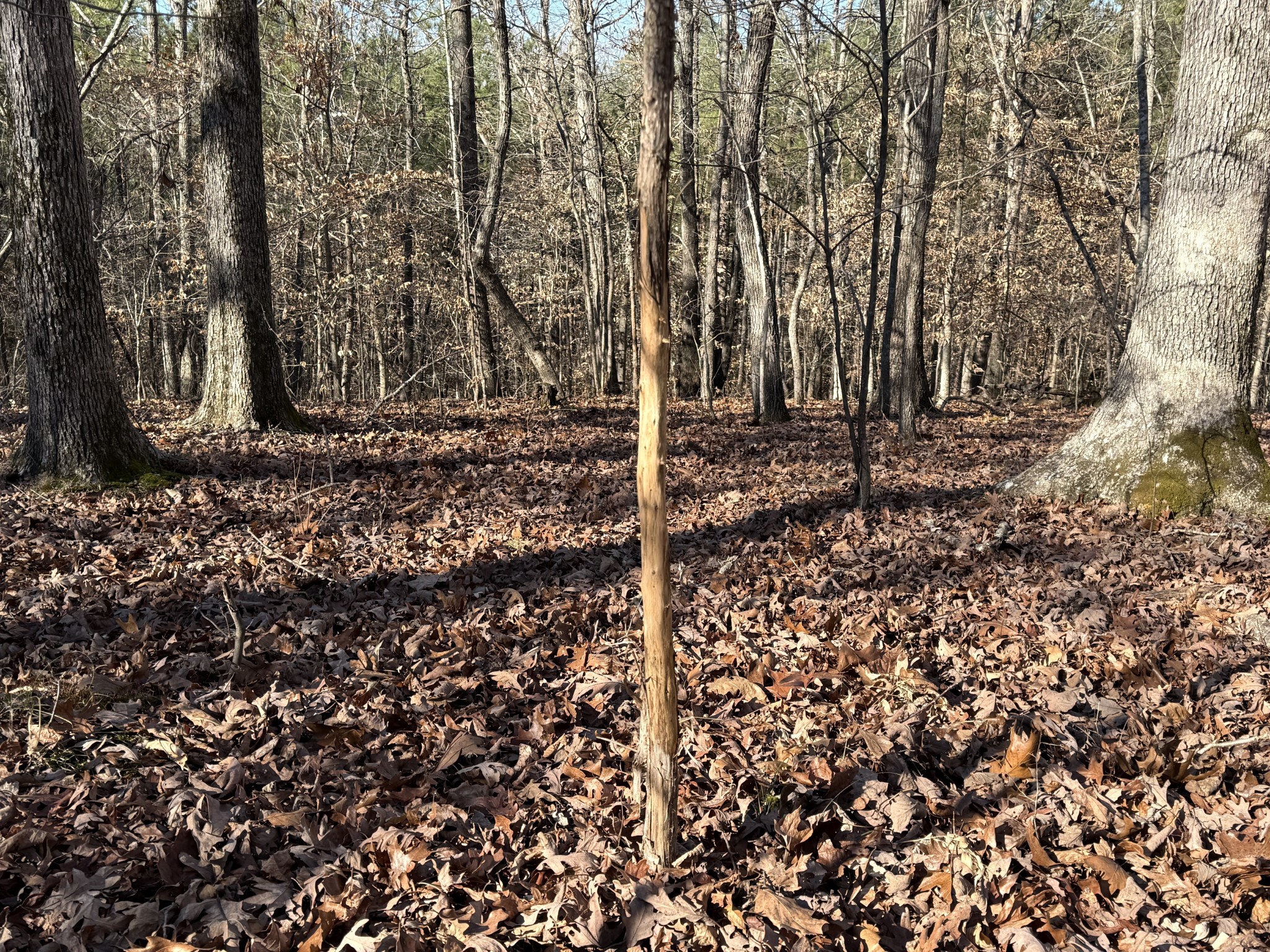 0 Rocky Point Road Stewart, TN 37175 - Photo 11 of 63 a backyard of a house with lots of green space
