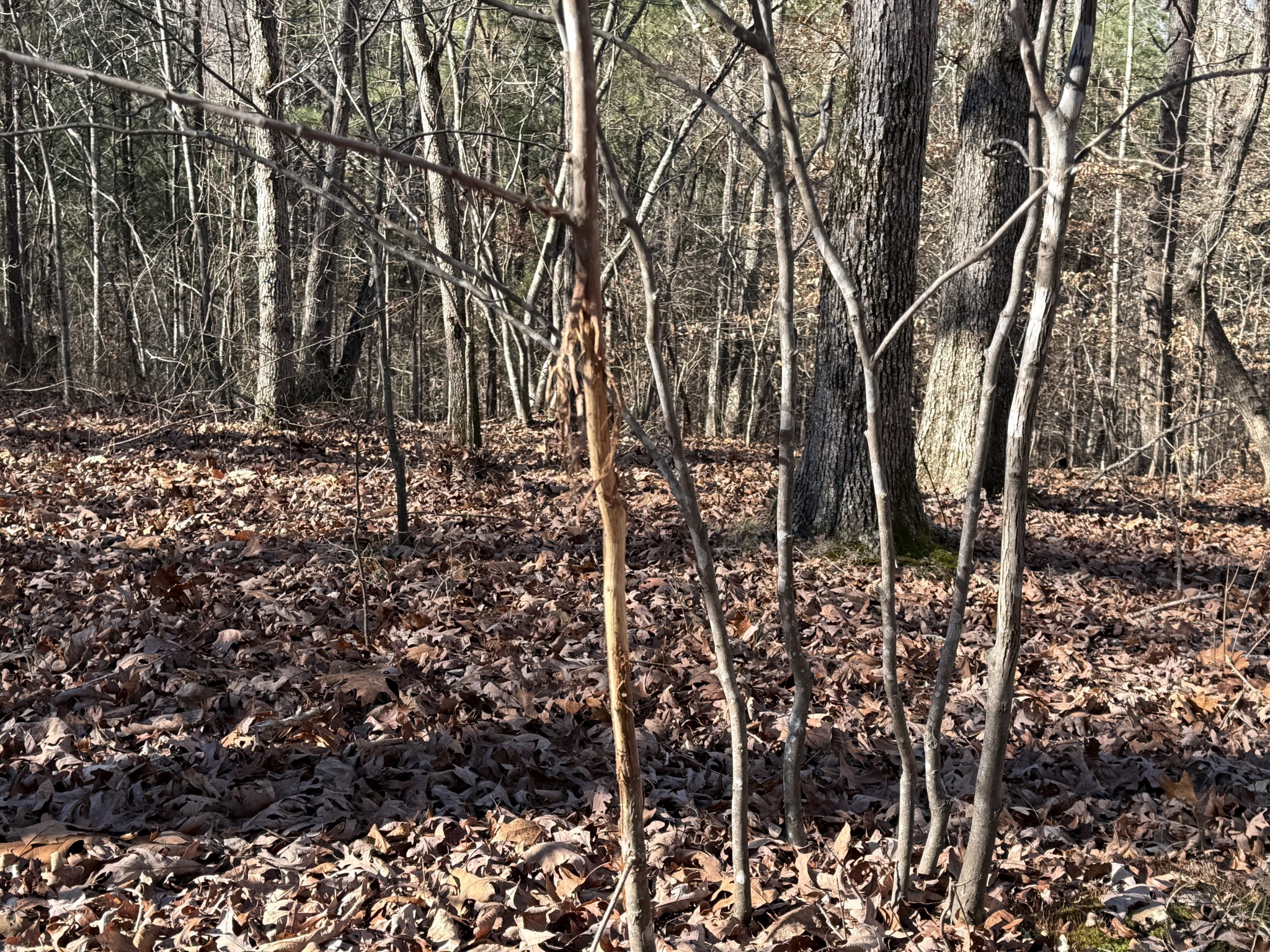 0 Rocky Point Road Stewart, TN 37175 - Photo 12 of 63