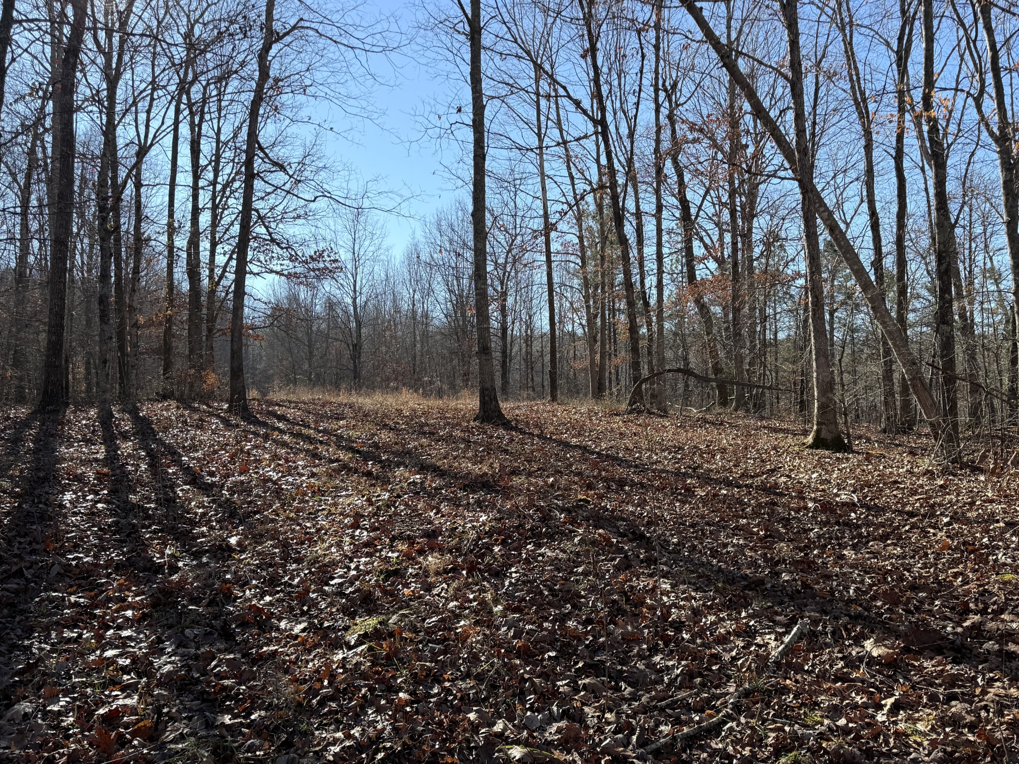 0 Rocky Point Road Stewart, TN 37175 - Photo 15 of 63 a view of outdoor space with lots of trees