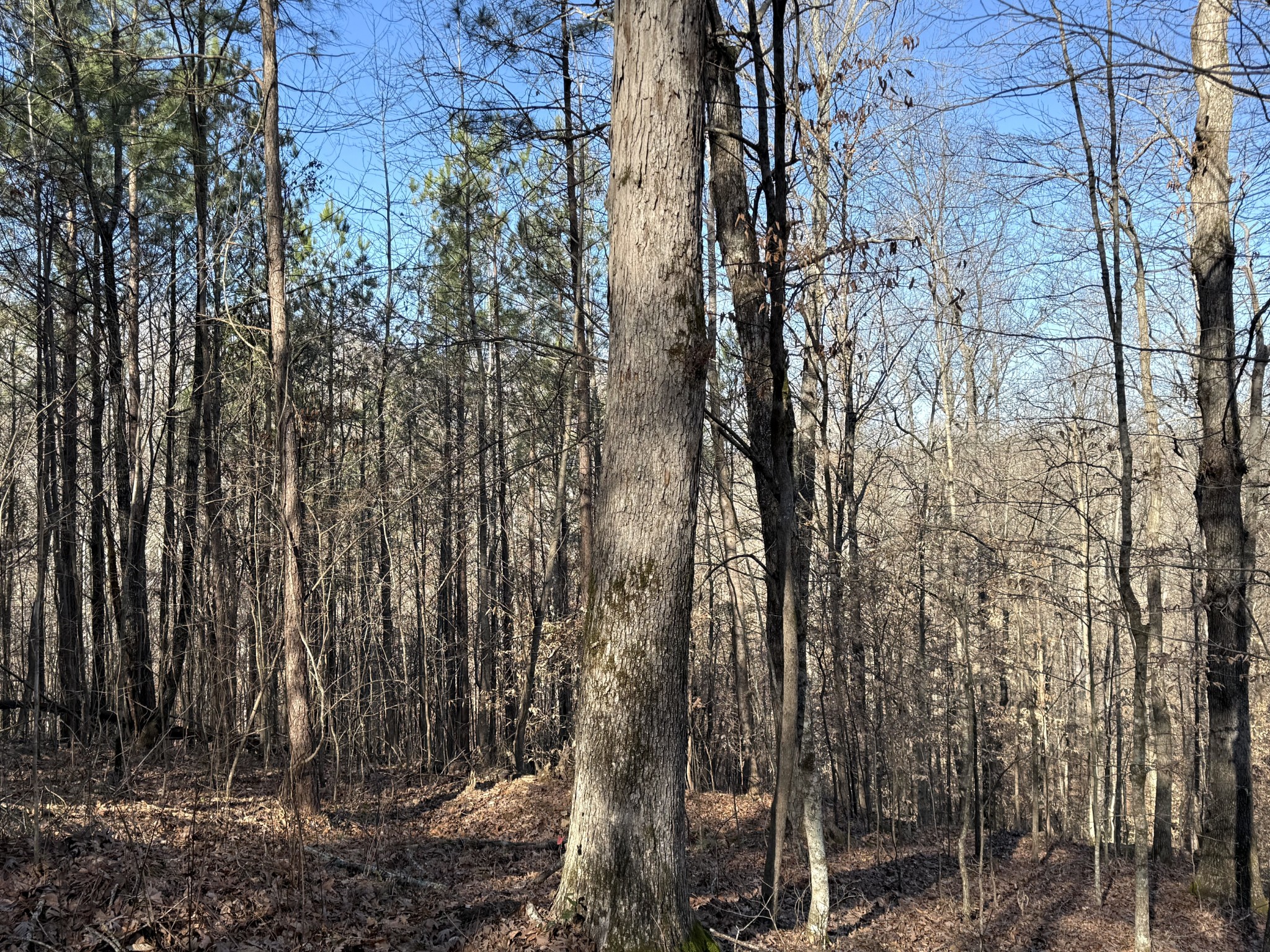 0 Rocky Point Road Stewart, TN 37175 - Photo 17 of 63 a view of a forest with a tree