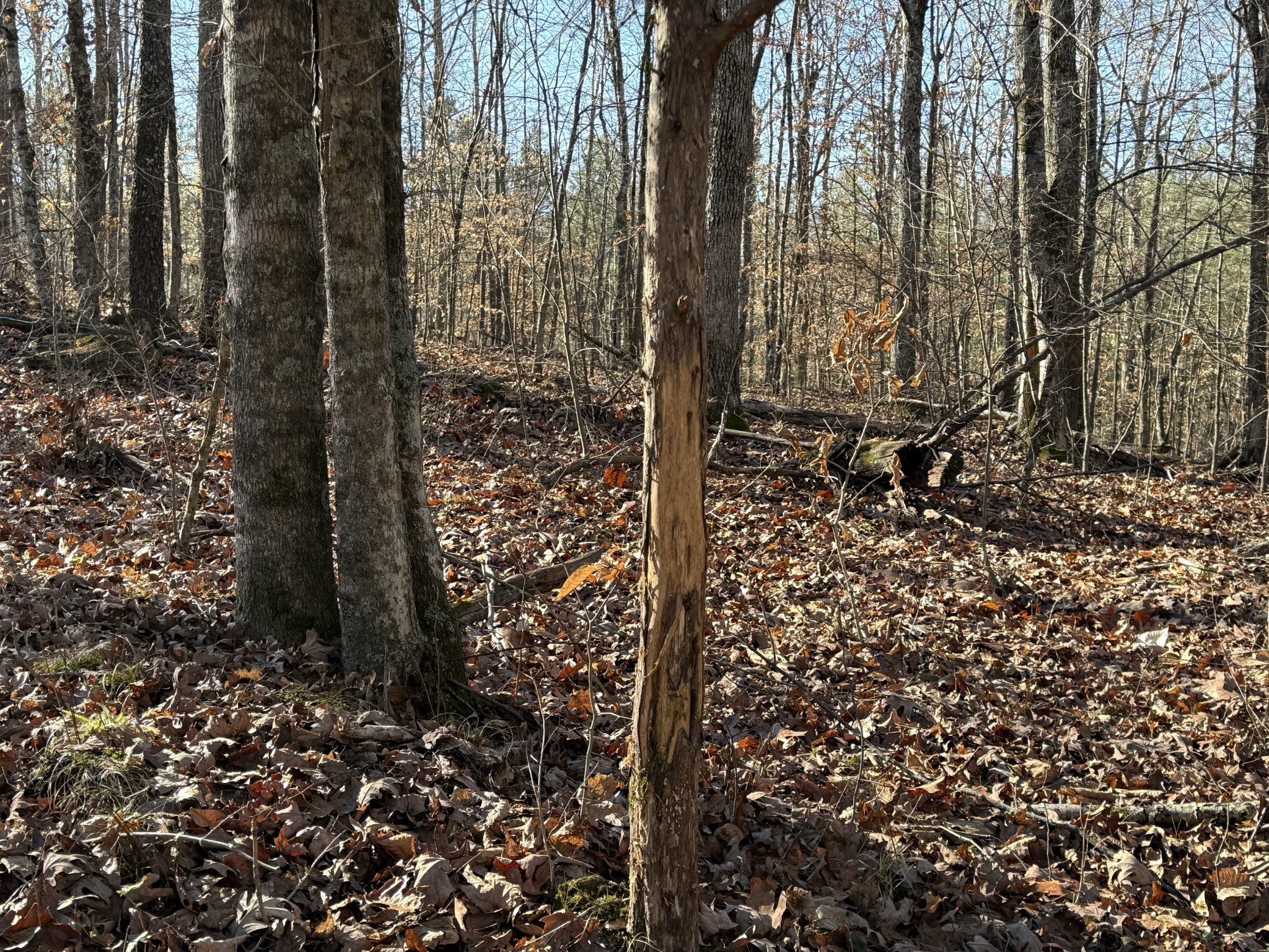 0 Rocky Point Road Stewart, TN 37175 - Photo 18 of 63 a view of a pathway of a yard