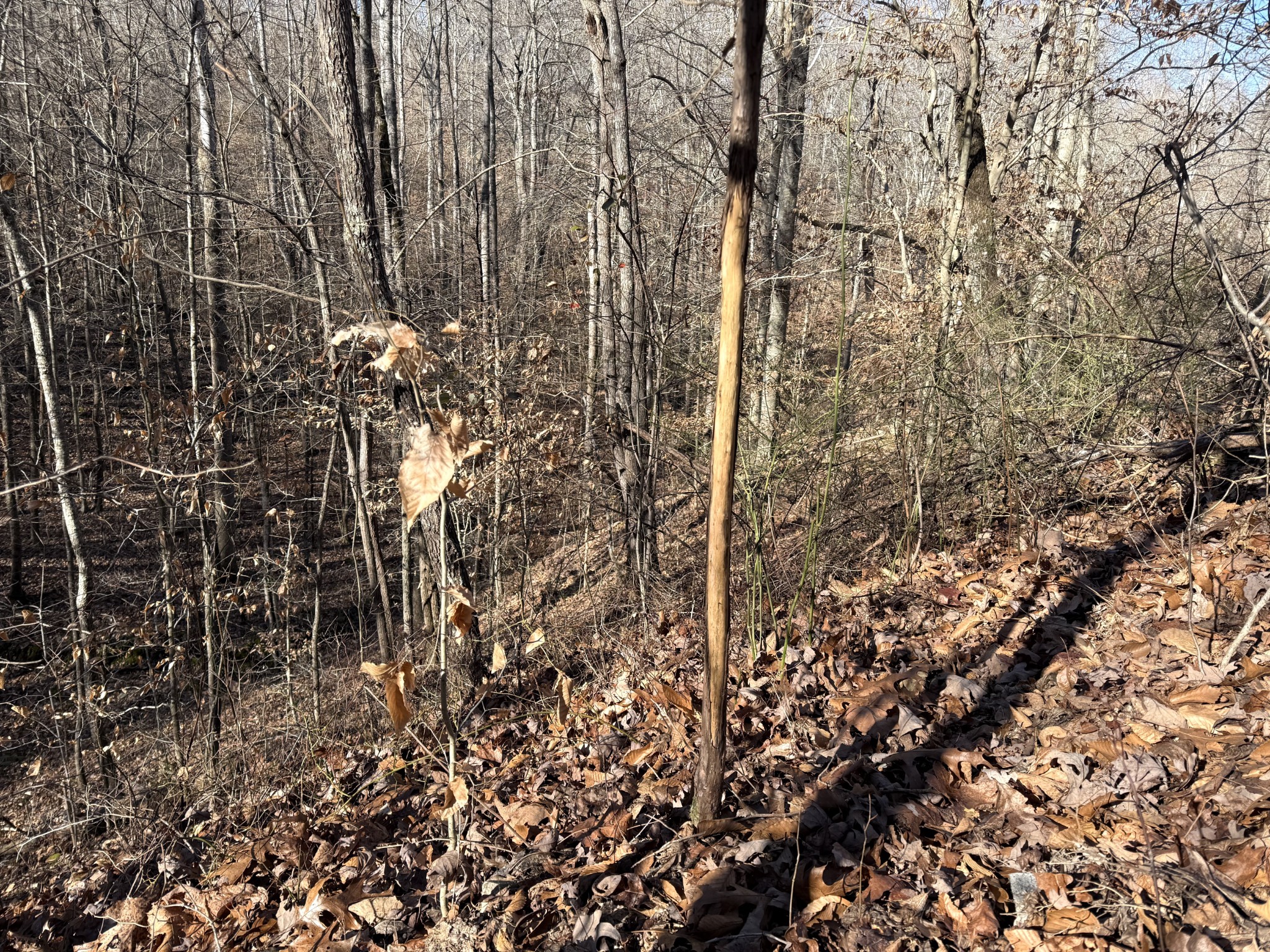 0 Rocky Point Road Stewart, TN 37175 - Photo 20 of 63