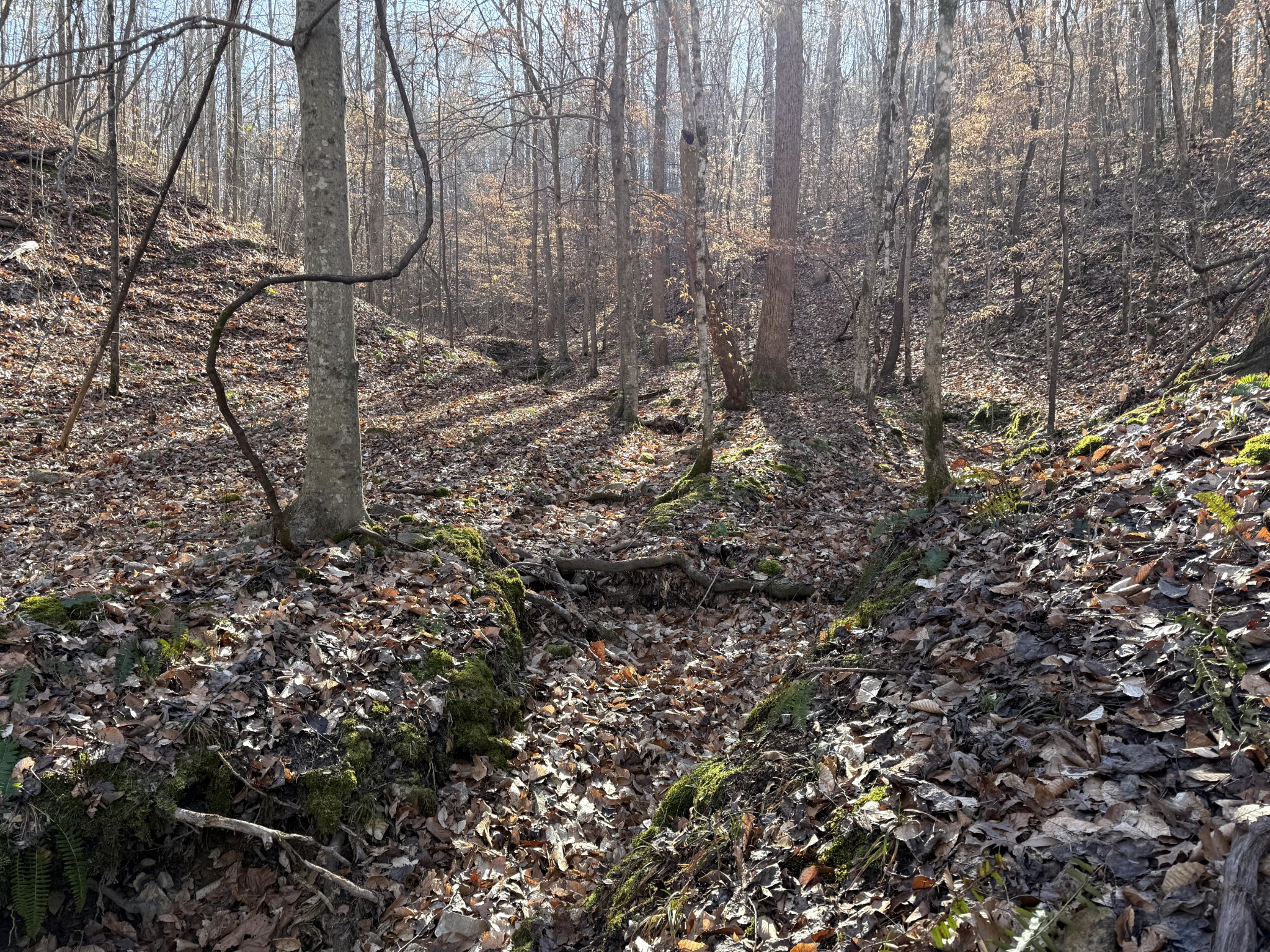 0 Rocky Point Road Stewart, TN 37175 - Photo 22 of 63 a view of a yard with lots of bushes