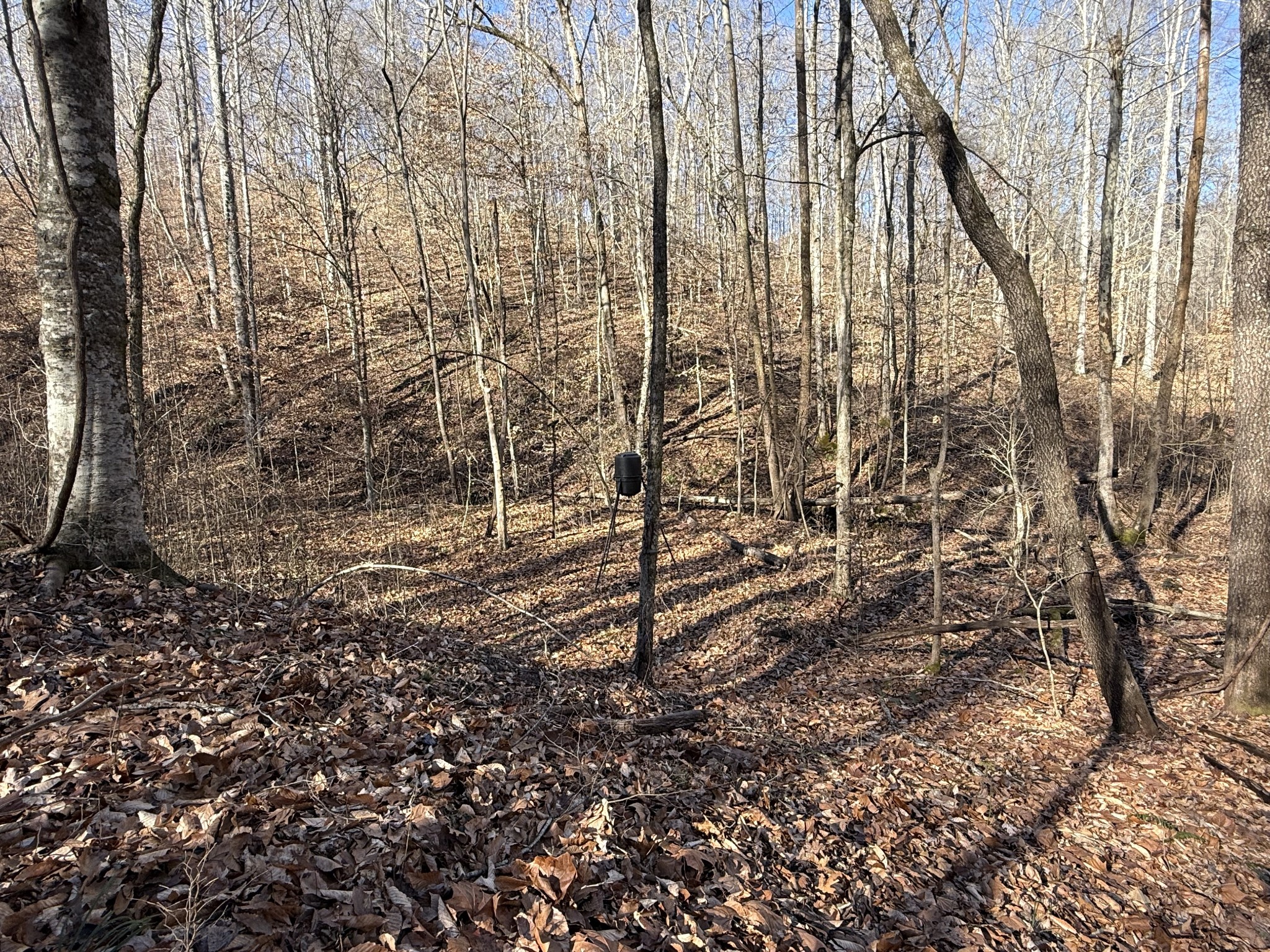 0 Rocky Point Road Stewart, TN 37175 - Photo 23 of 63 a view of a yard with lots of trees