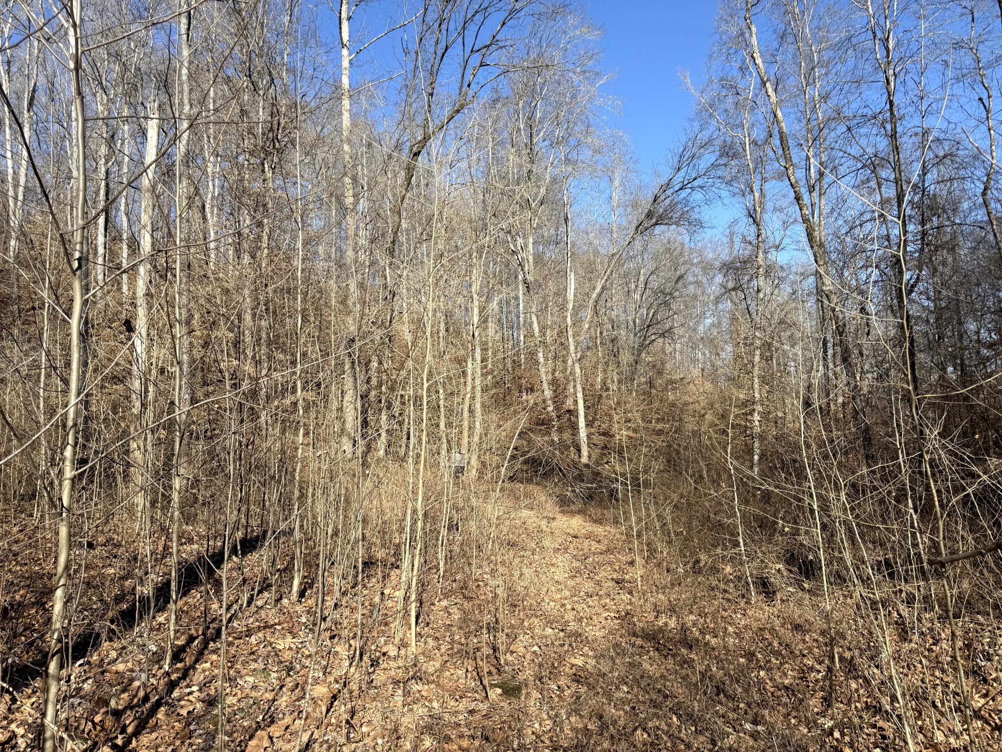 0 Rocky Point Road Stewart, TN 37175 - Photo 29 of 63 a view of a yard with trees and wooden fence