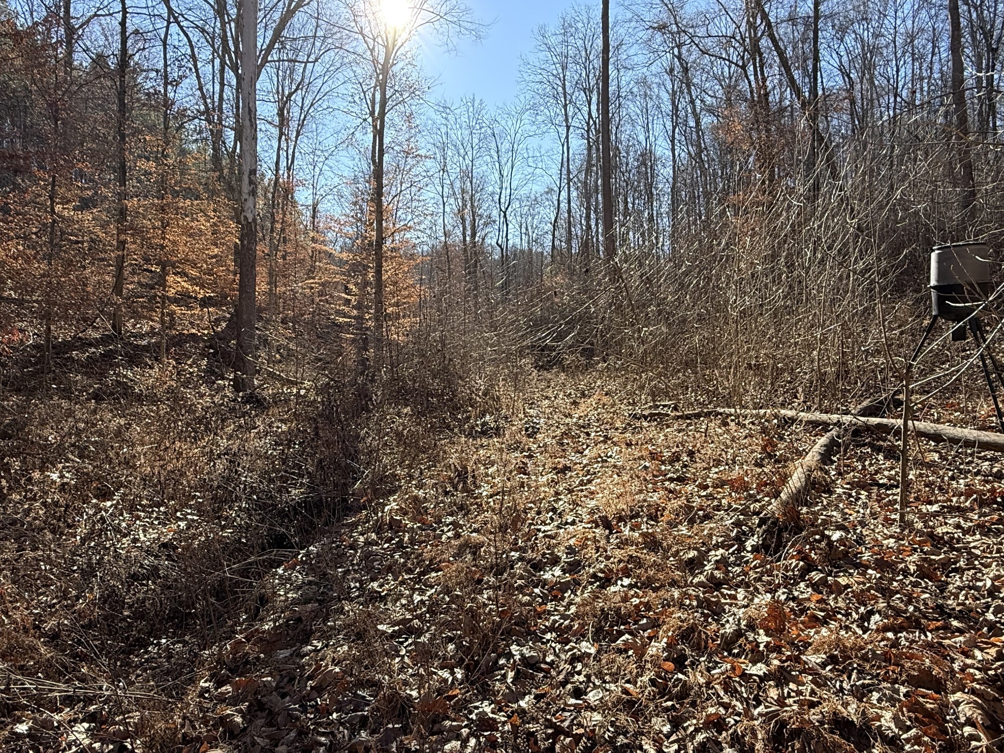 0 Rocky Point Road Stewart, TN 37175 - Photo 32 of 63 a view of a yard with lots of bushes