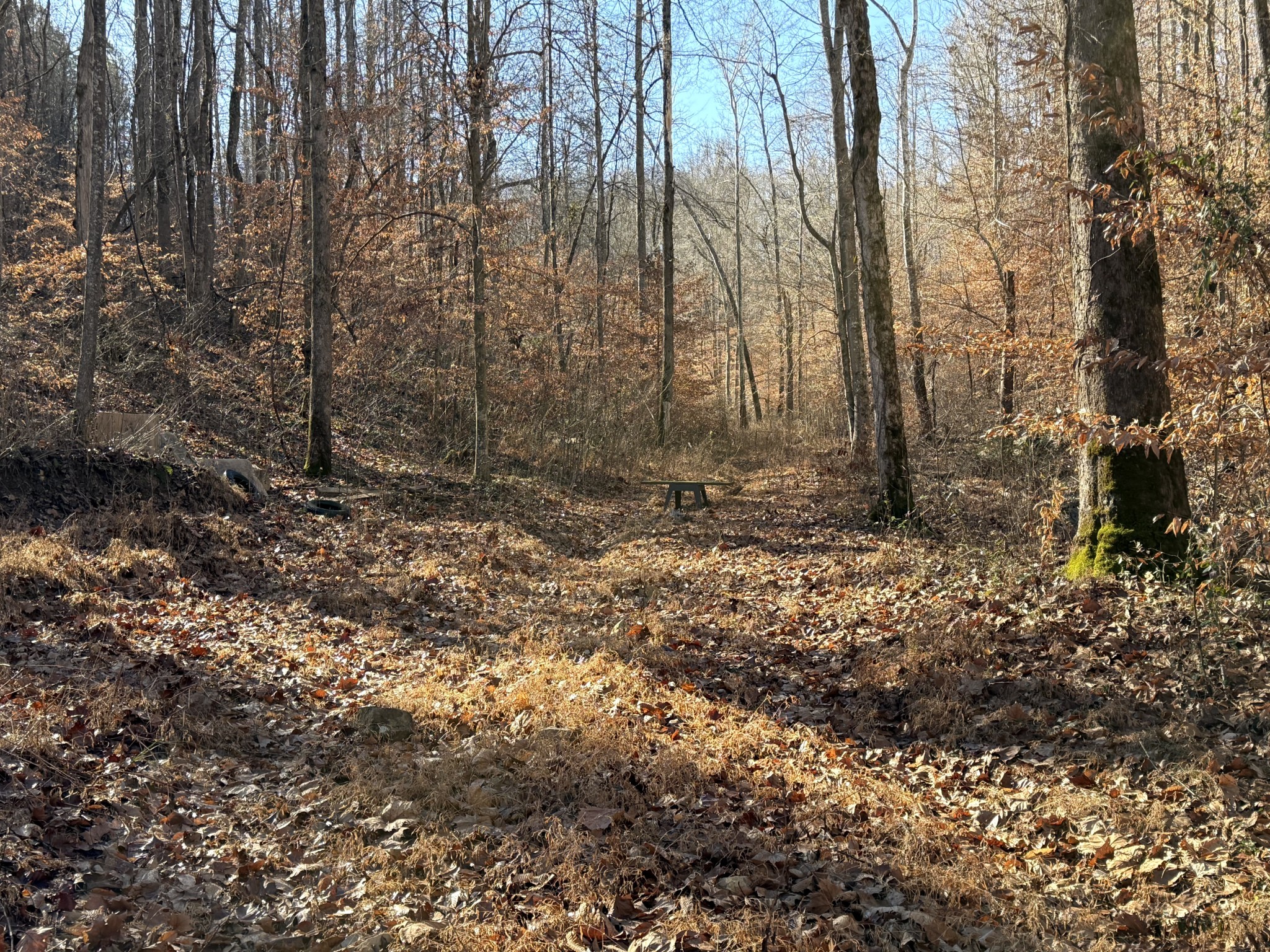 0 Rocky Point Road Stewart, TN 37175 - Photo 34 of 63 a view of a yard with lots of bushes