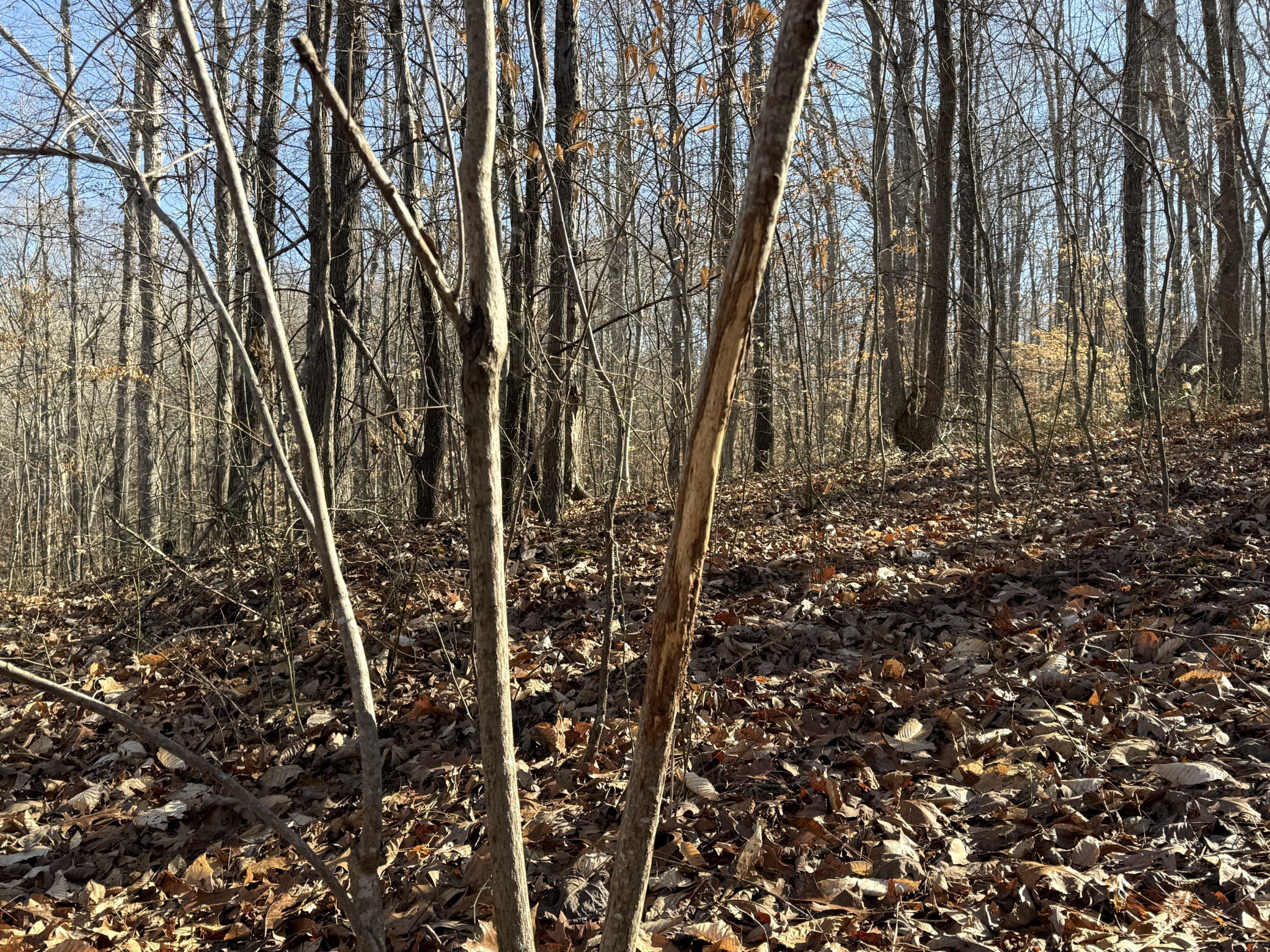 0 Rocky Point Road Stewart, TN 37175 - Photo 36 of 63