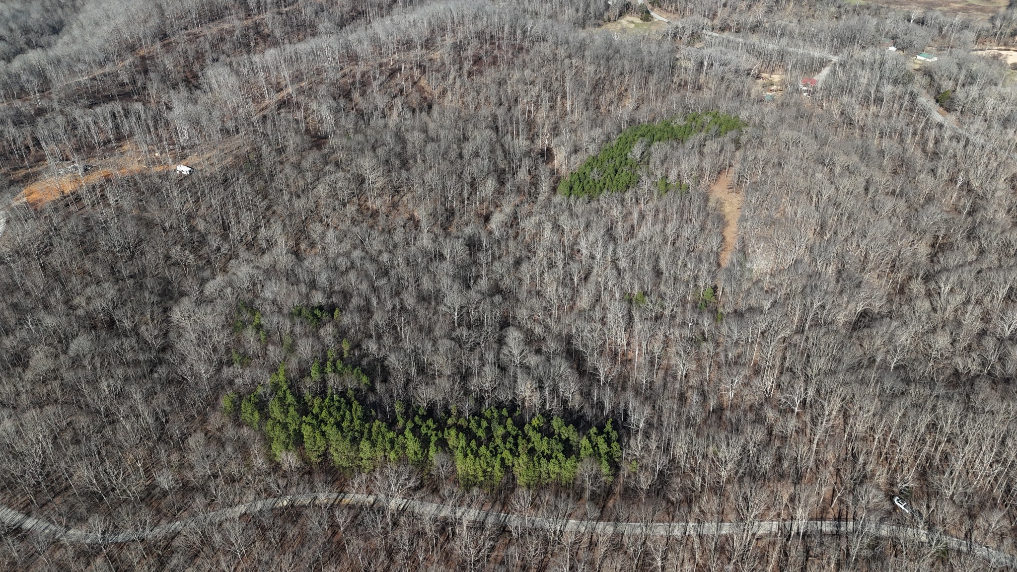 0 Rocky Point Road Stewart, TN 37175 - Photo 39 of 63 a close up of a plant in a forest