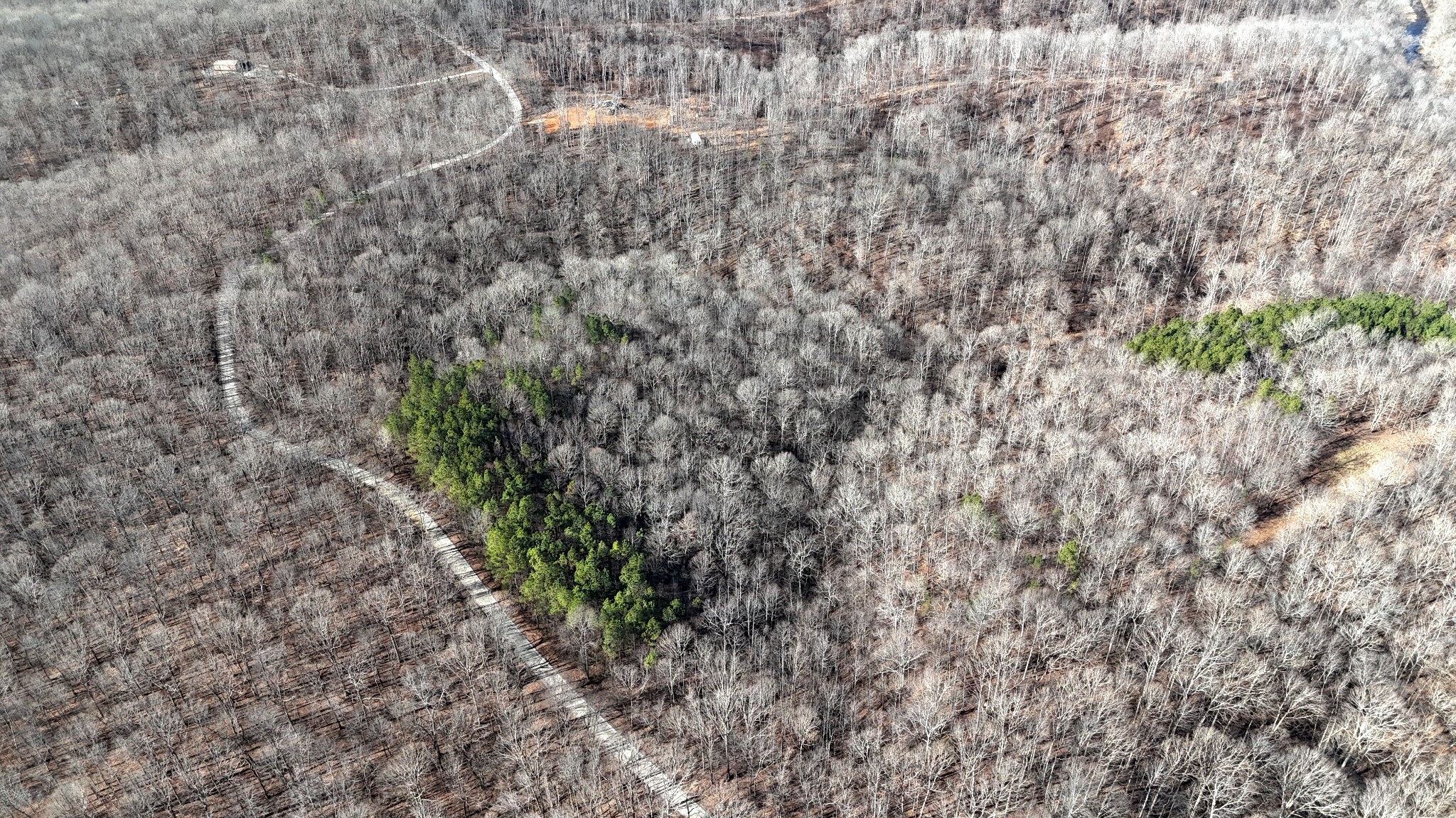 0 Rocky Point Road Stewart, TN 37175 - Photo 40 of 63 a close up of a tree in a yard