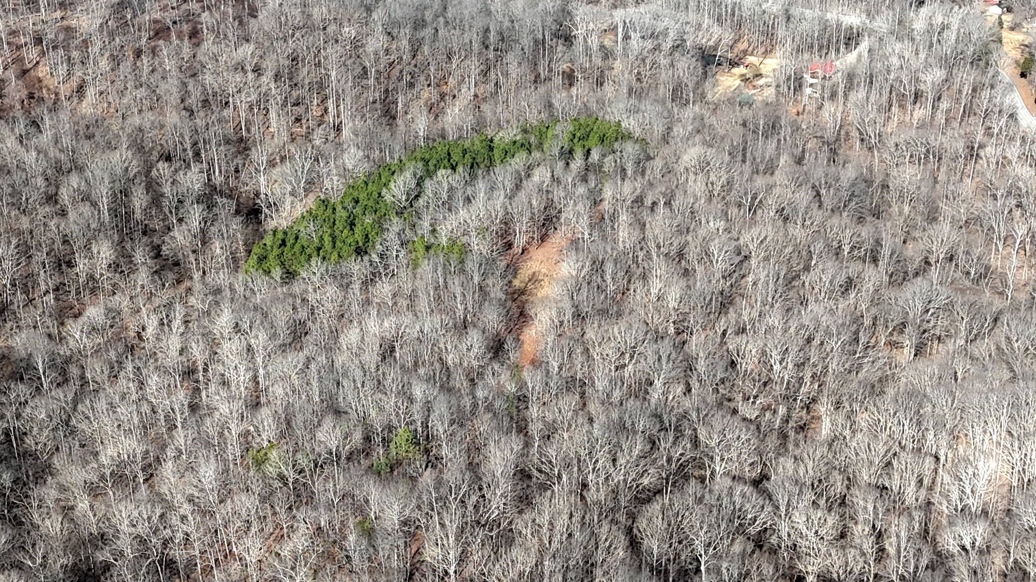 0 Rocky Point Road Stewart, TN 37175 - Photo 43 of 63 a close up of a plant in a garden
