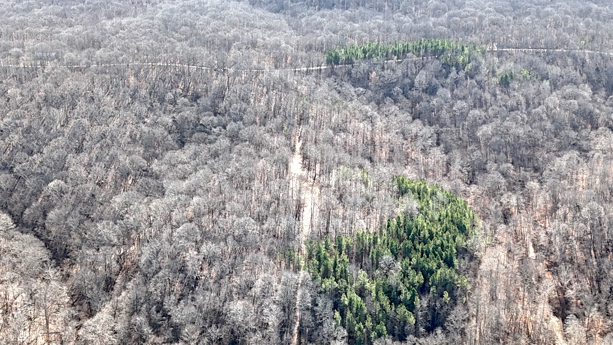 0 Rocky Point Road Stewart, TN 37175 - Photo 48 of 63 a close up of a plant in a garden