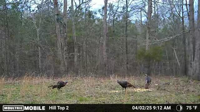 0 Rocky Point Road Stewart, TN 37175 - Photo 58 of 63 a view of a wooden fence