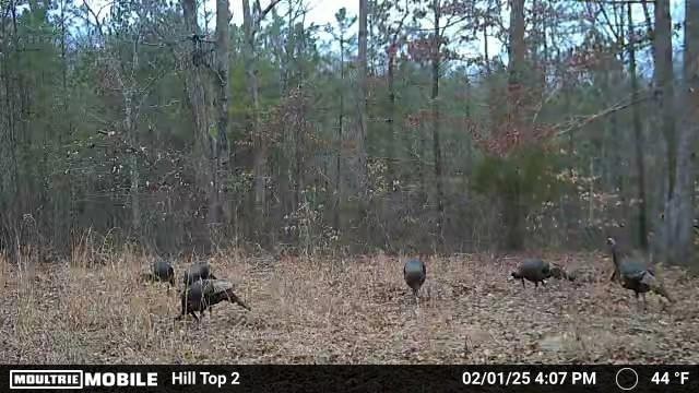 0 Rocky Point Road Stewart, TN 37175 - Photo 59 of 63 a view of a forest