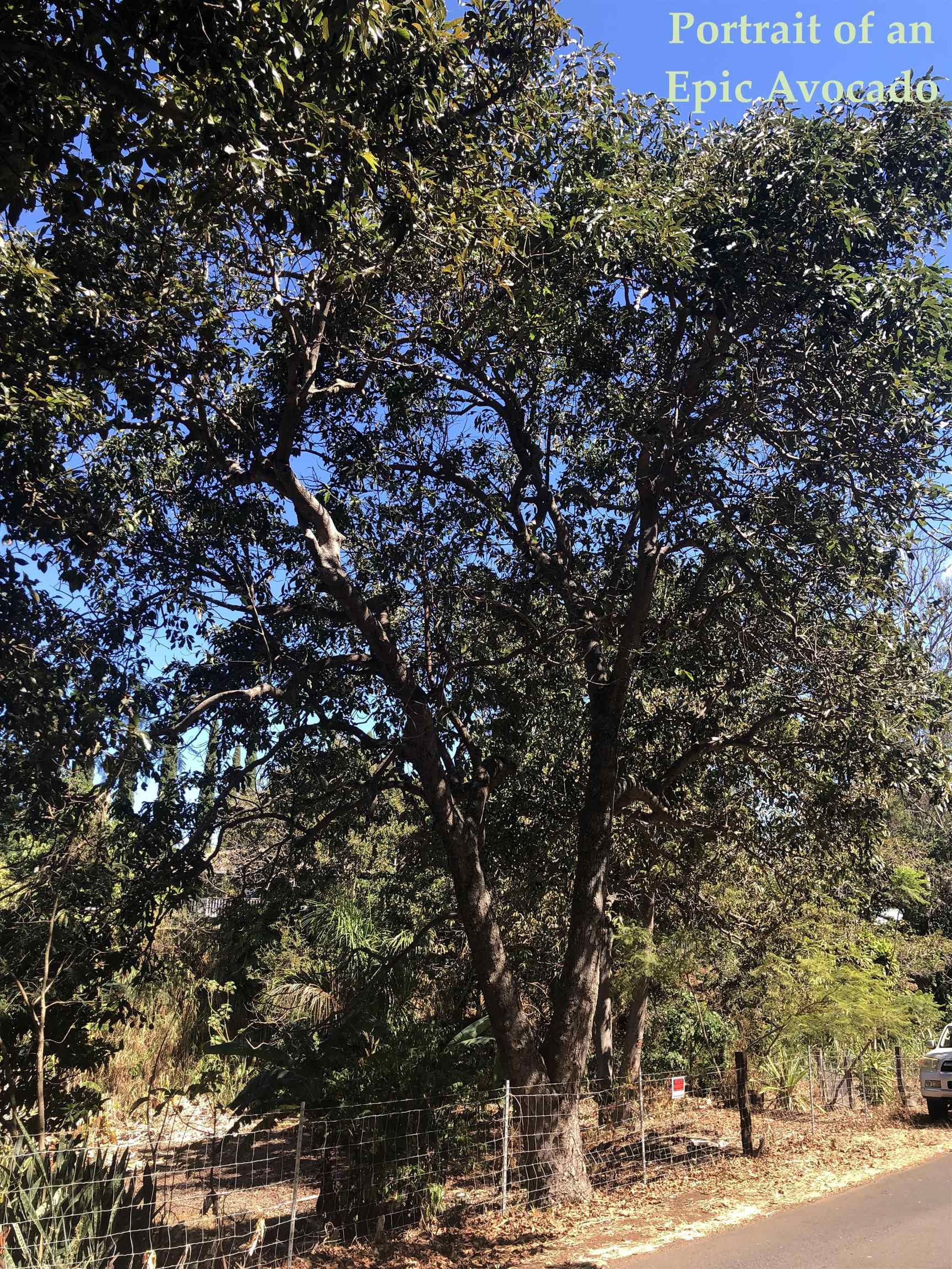 0 Brewer Road Makawao, HI 96768 - Photo 7 of 11